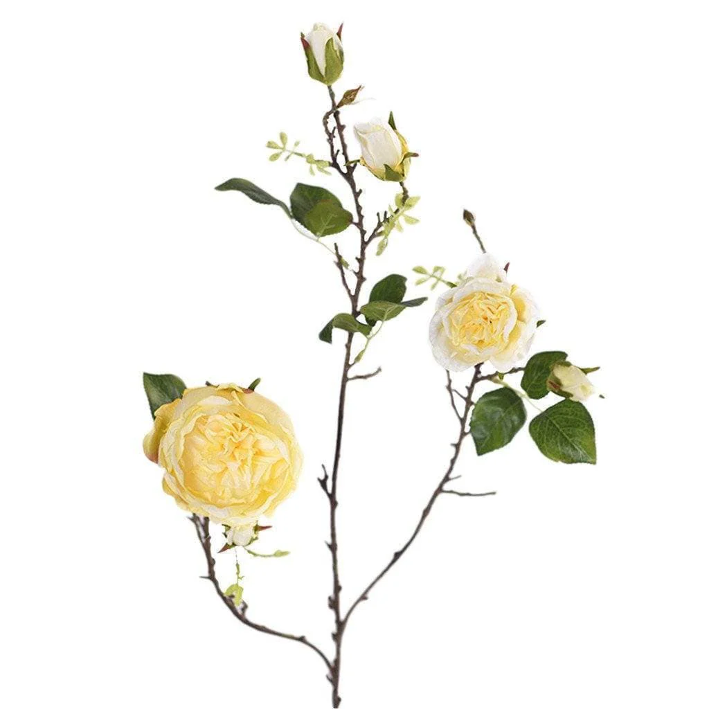 Cabbage Rose - Image 4