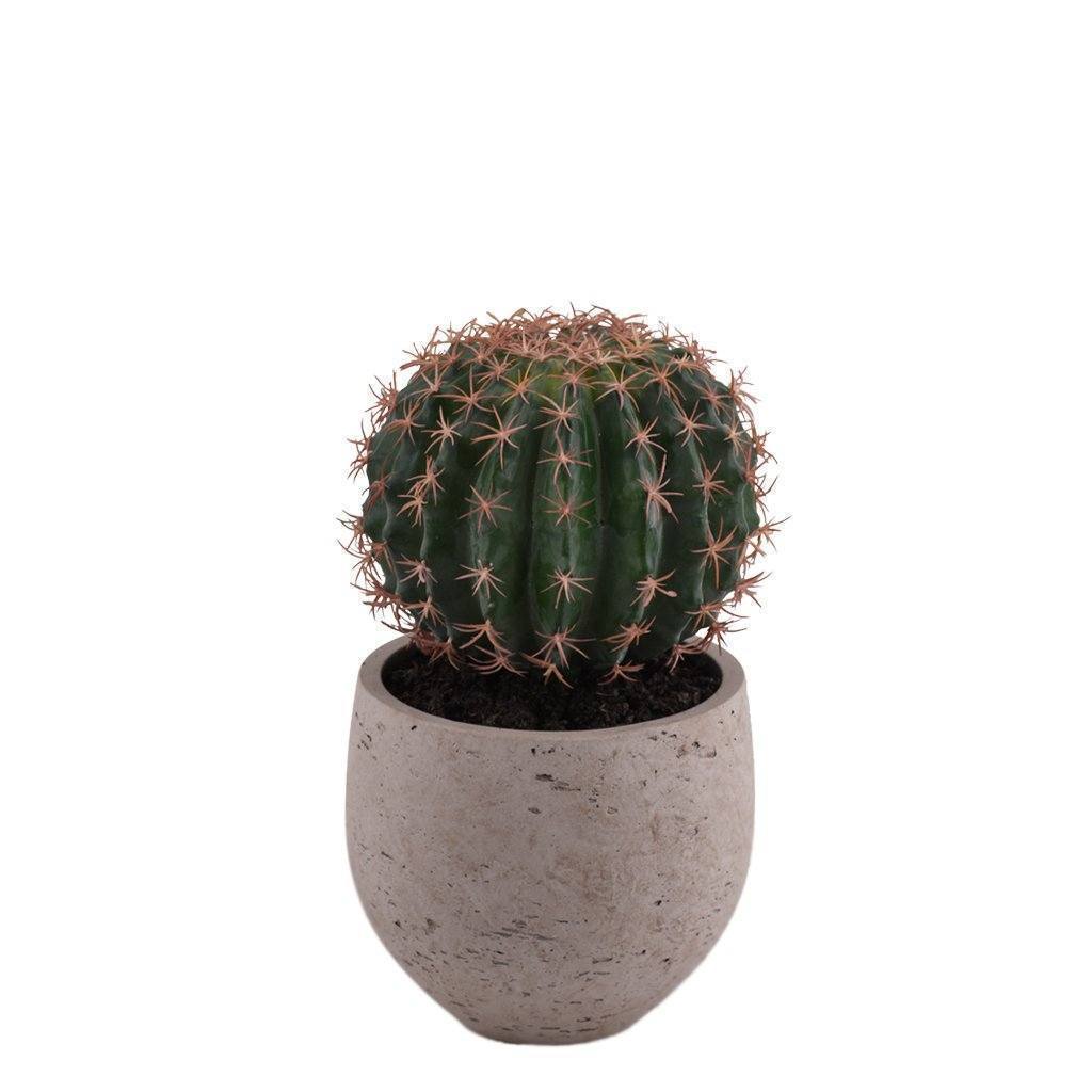 Potted Barrel Cactus - Image 3