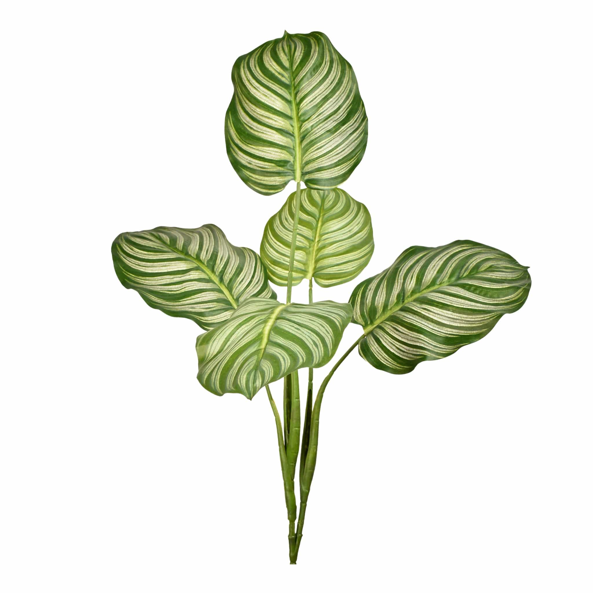 Calathea Leaves