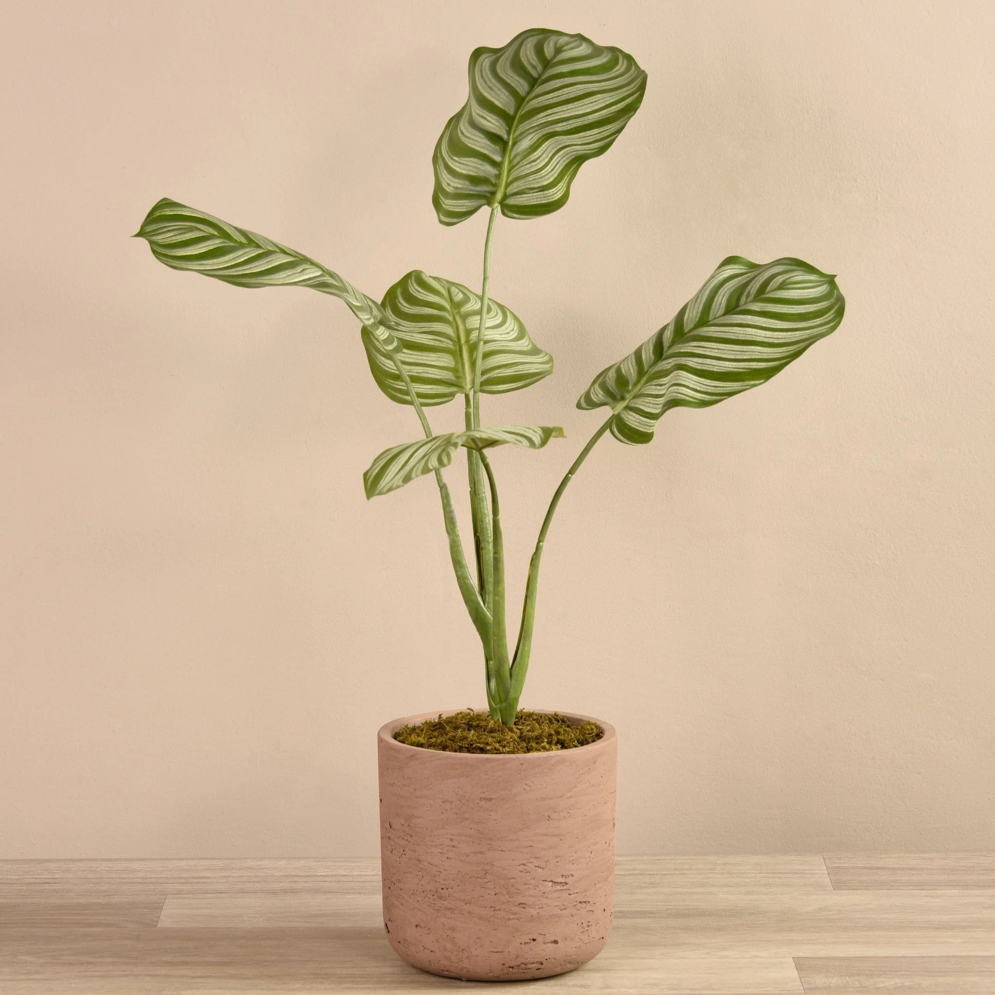 Artificial Calathea Plant in Cement Pot - Image 3