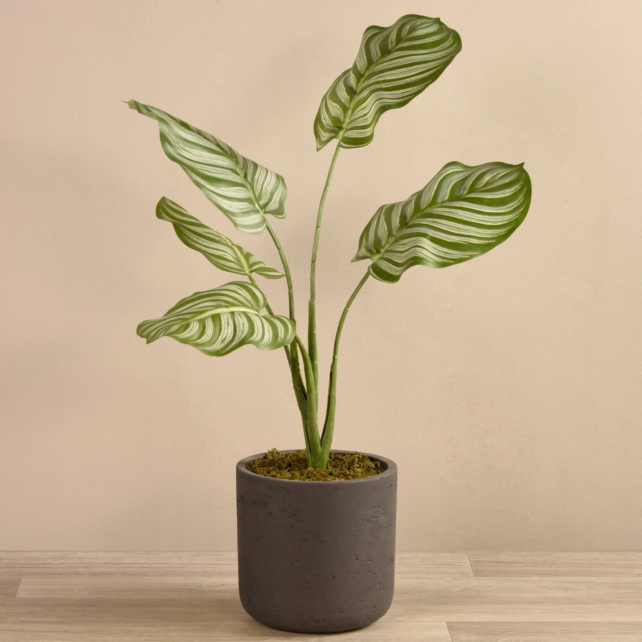 Artificial Calathea Plant in Cement Pot - Image 4