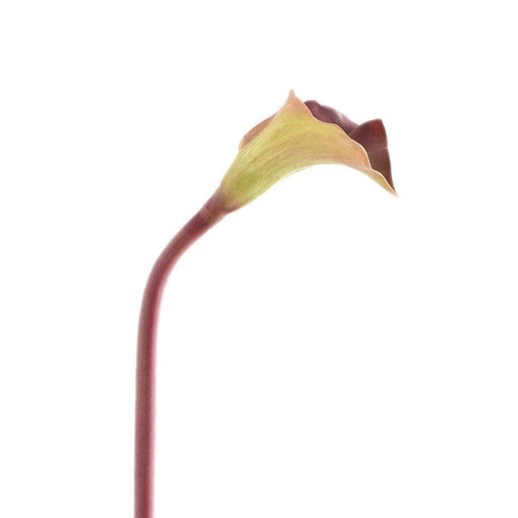 Calla Lily