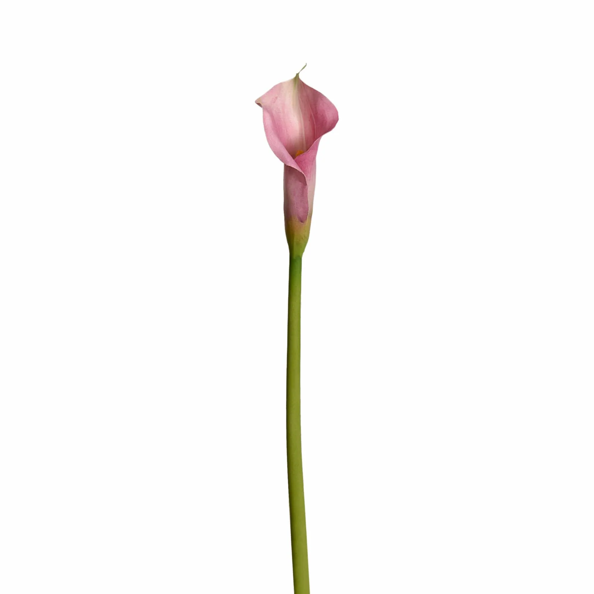 Calla Lily - Image 3