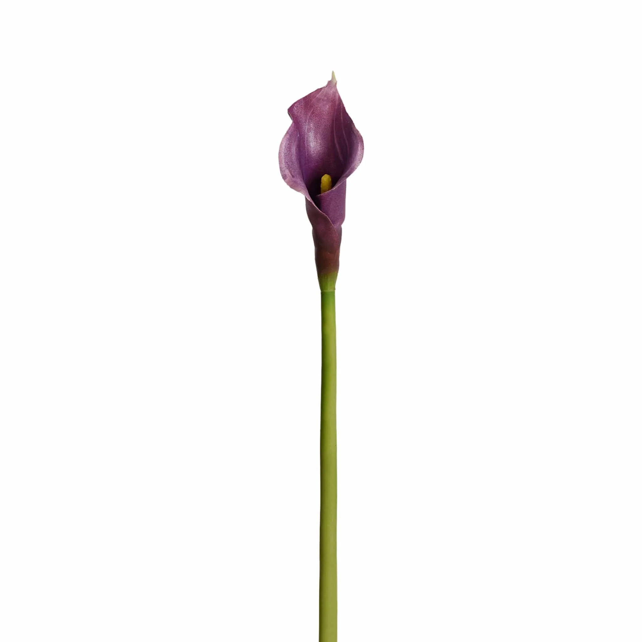 Calla Lily - Image 4
