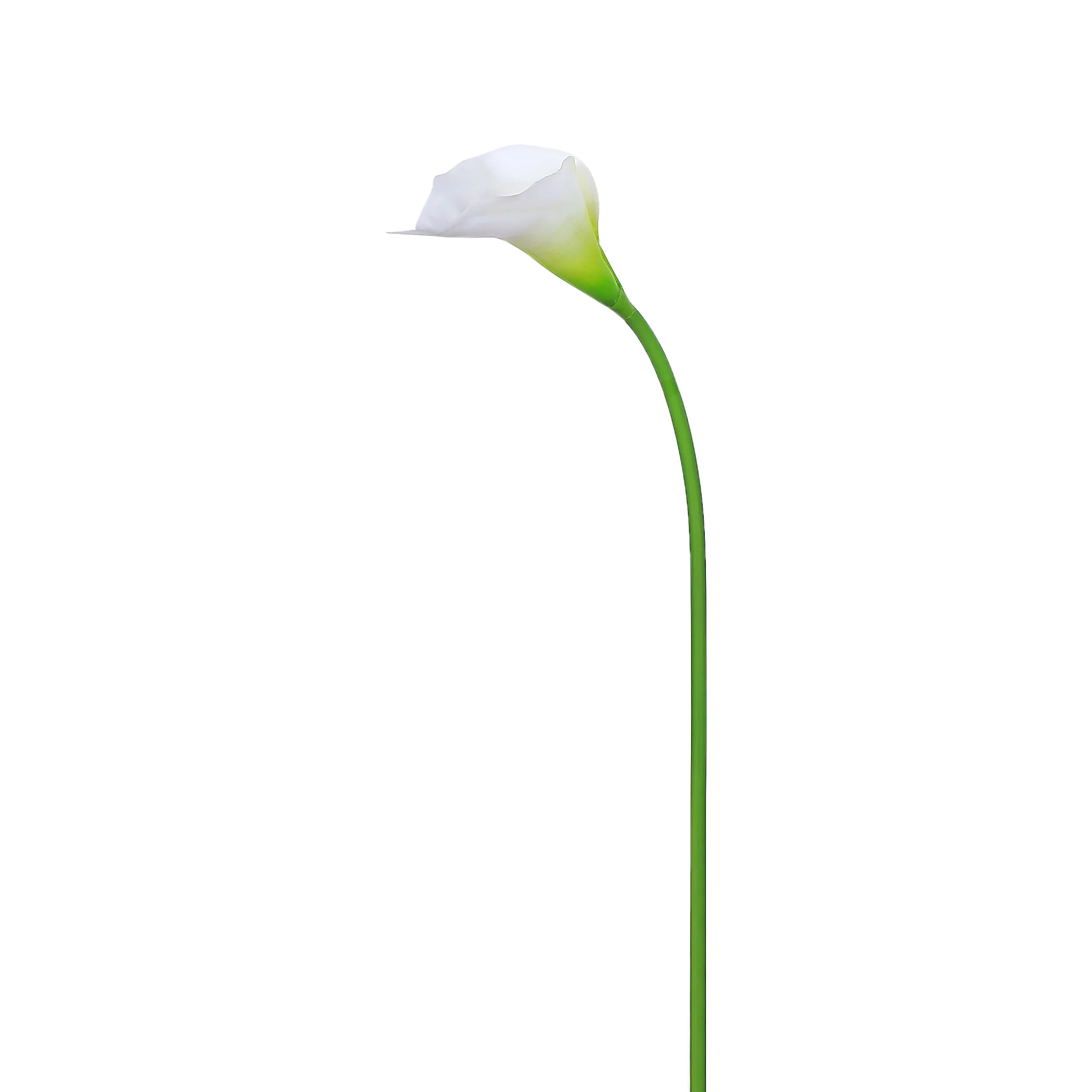 Calla Lily