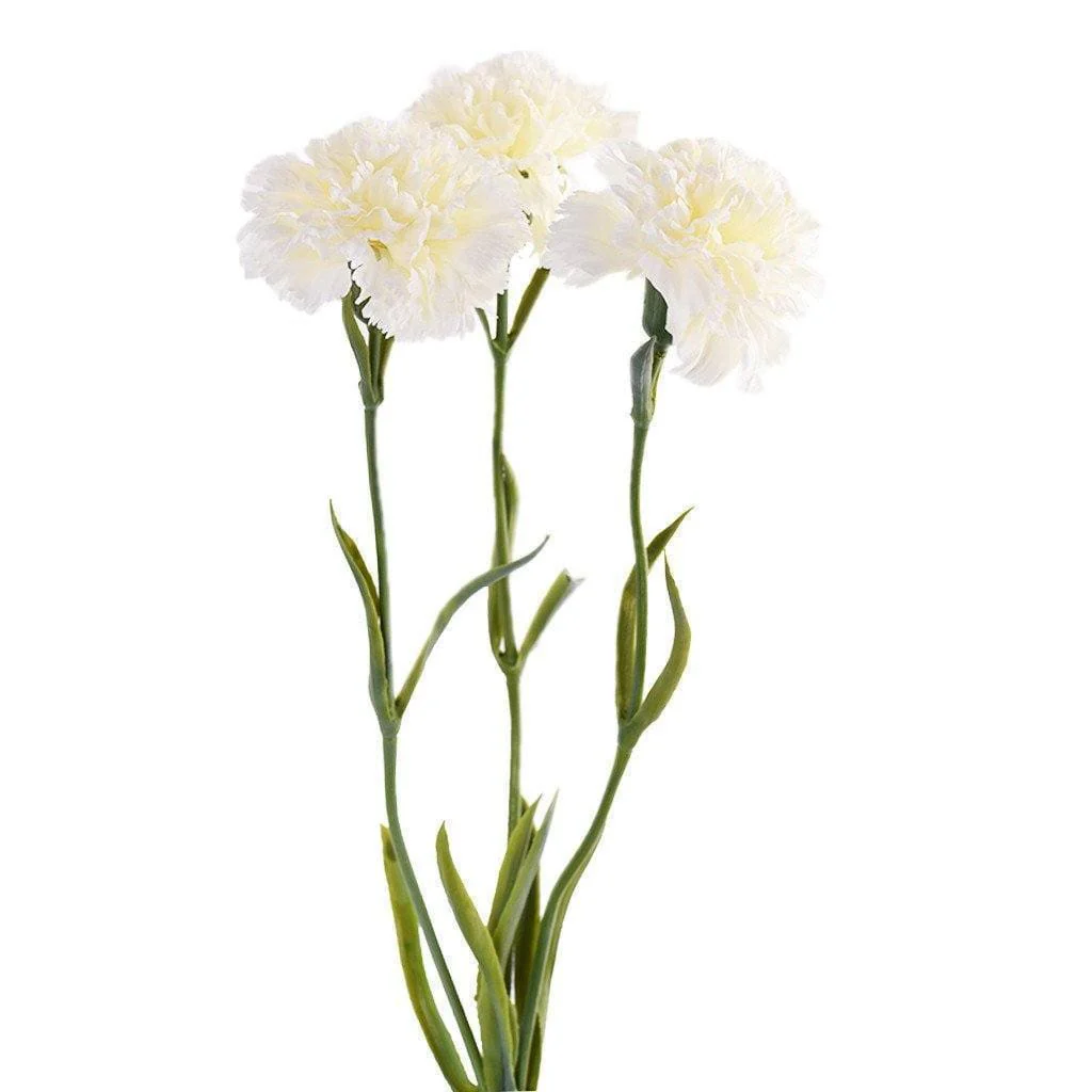 Carnation