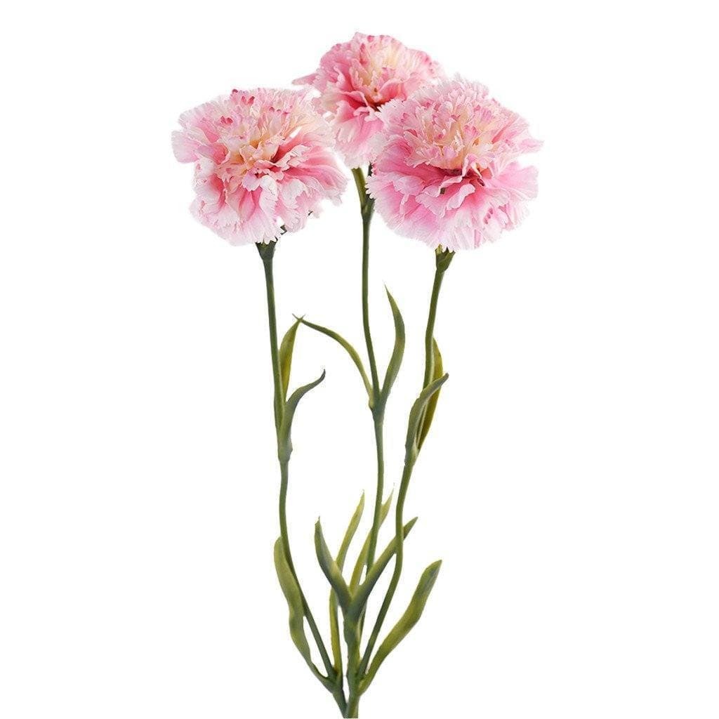 Carnation - Image 2