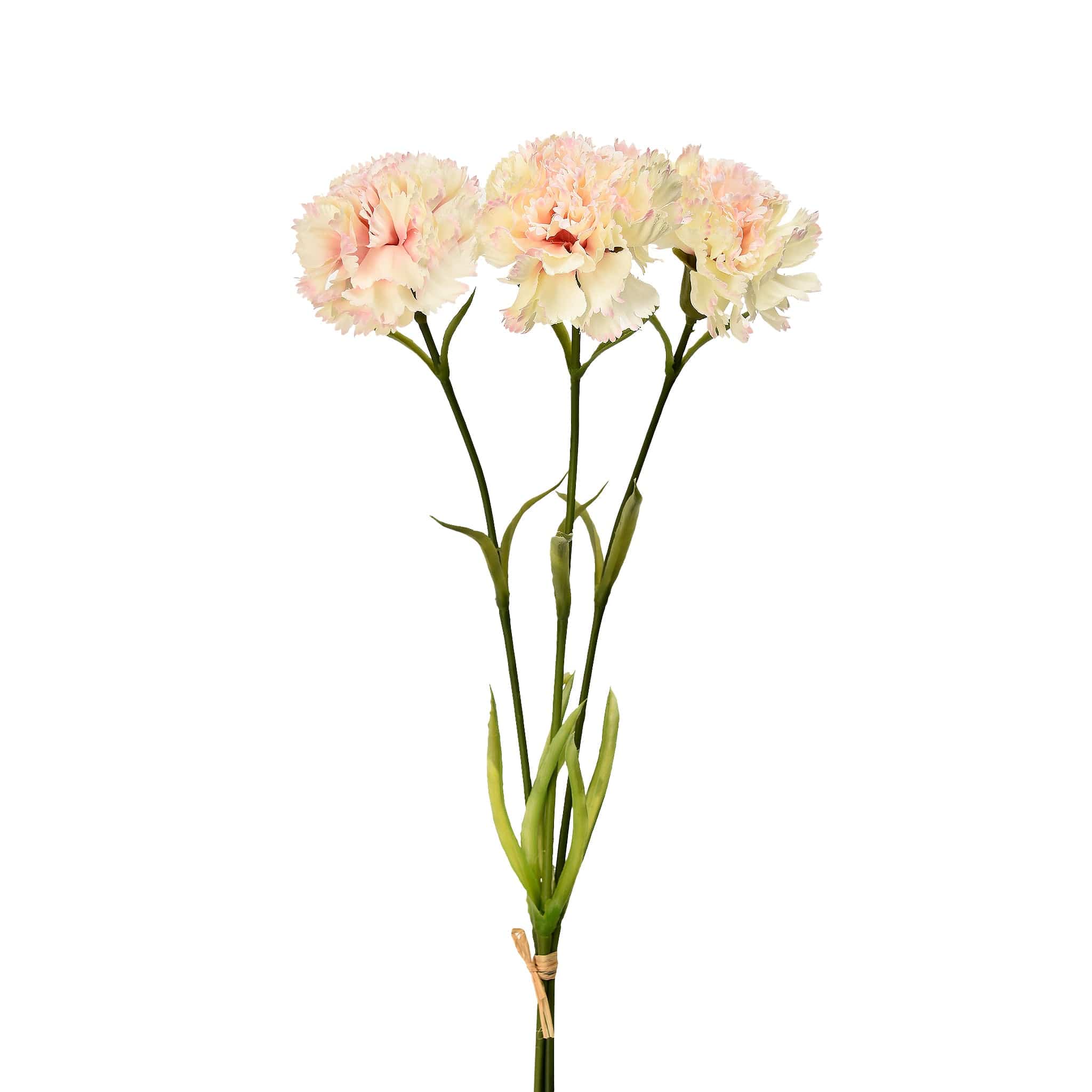 Carnation - Image 3