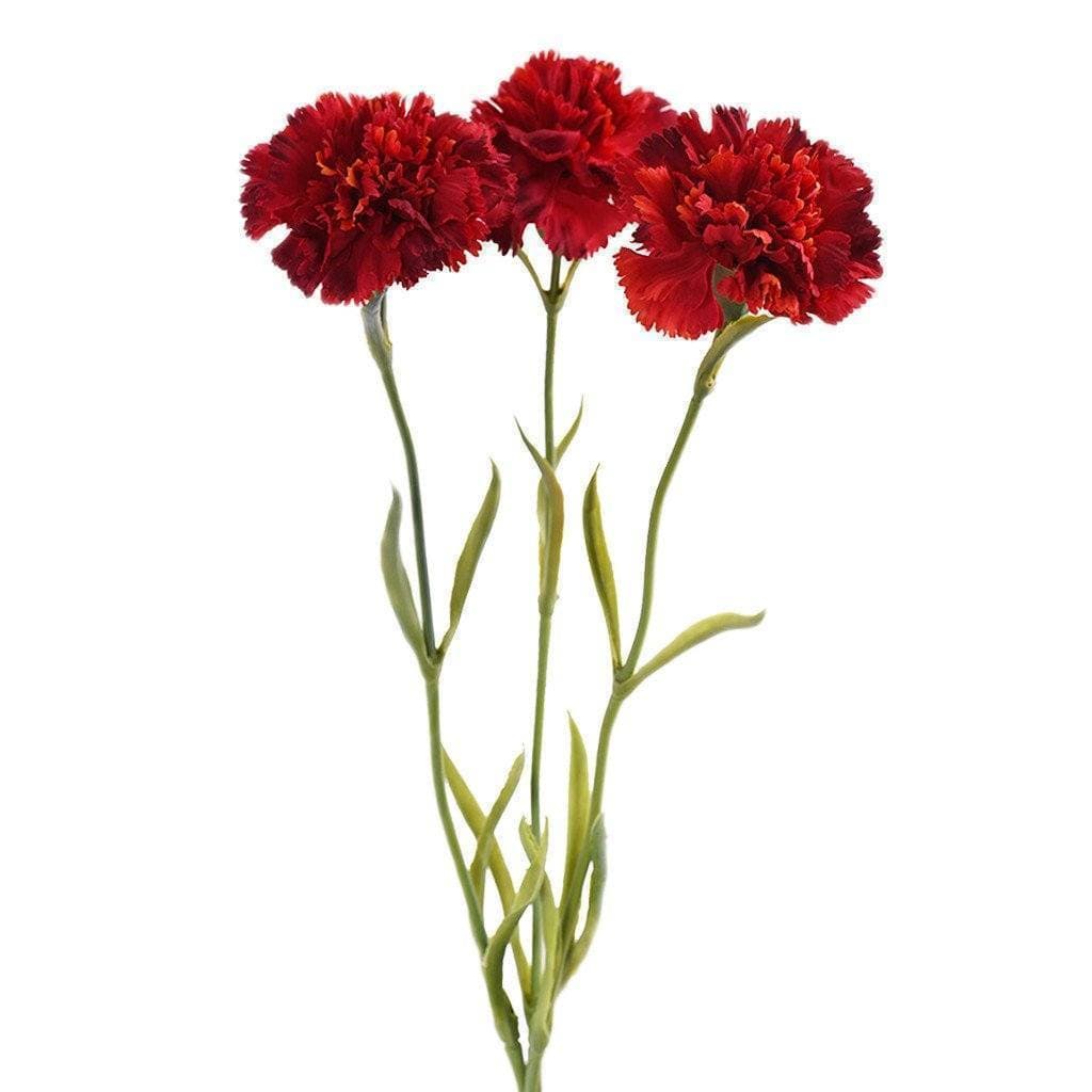 Carnation - Image 4