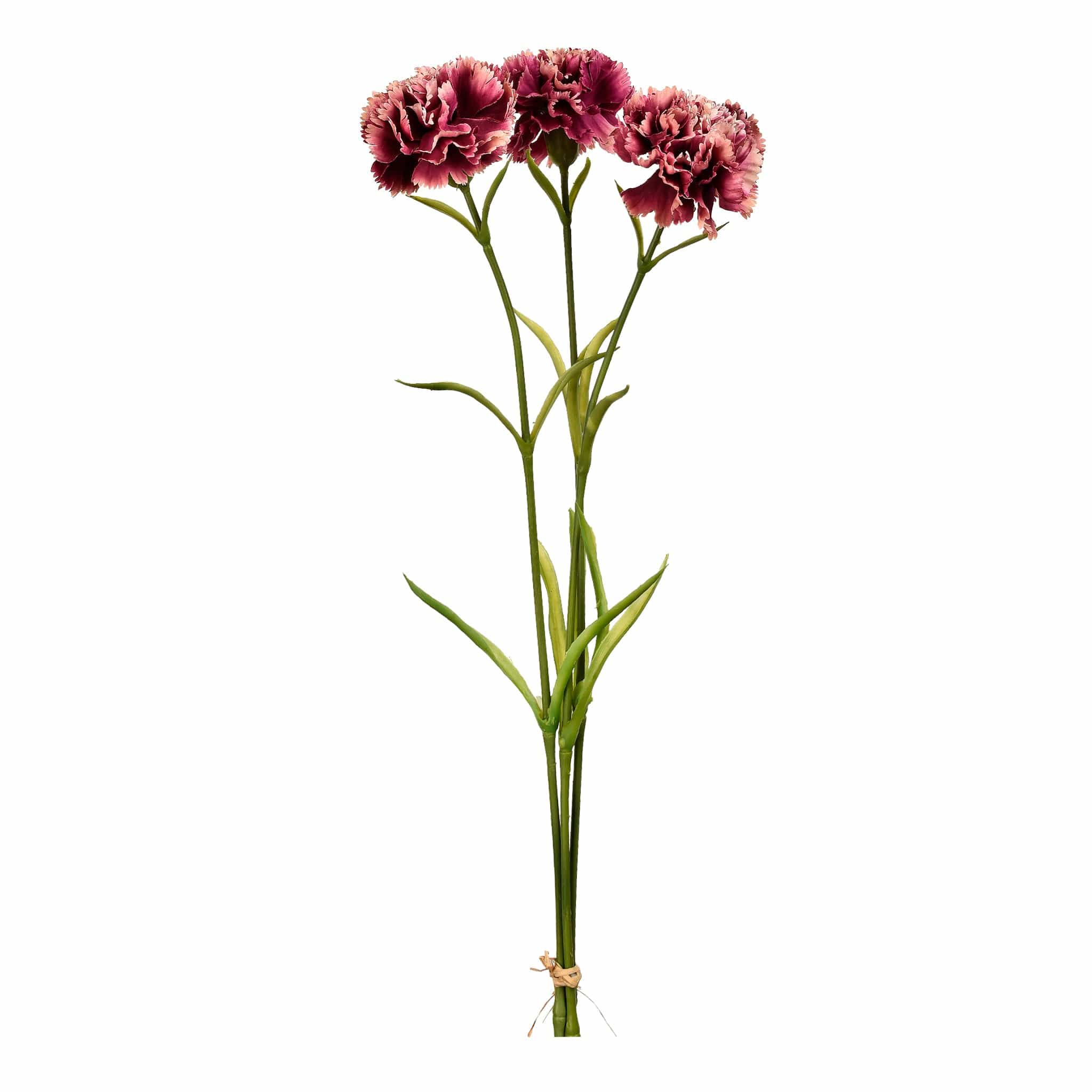 Carnation - Image 6