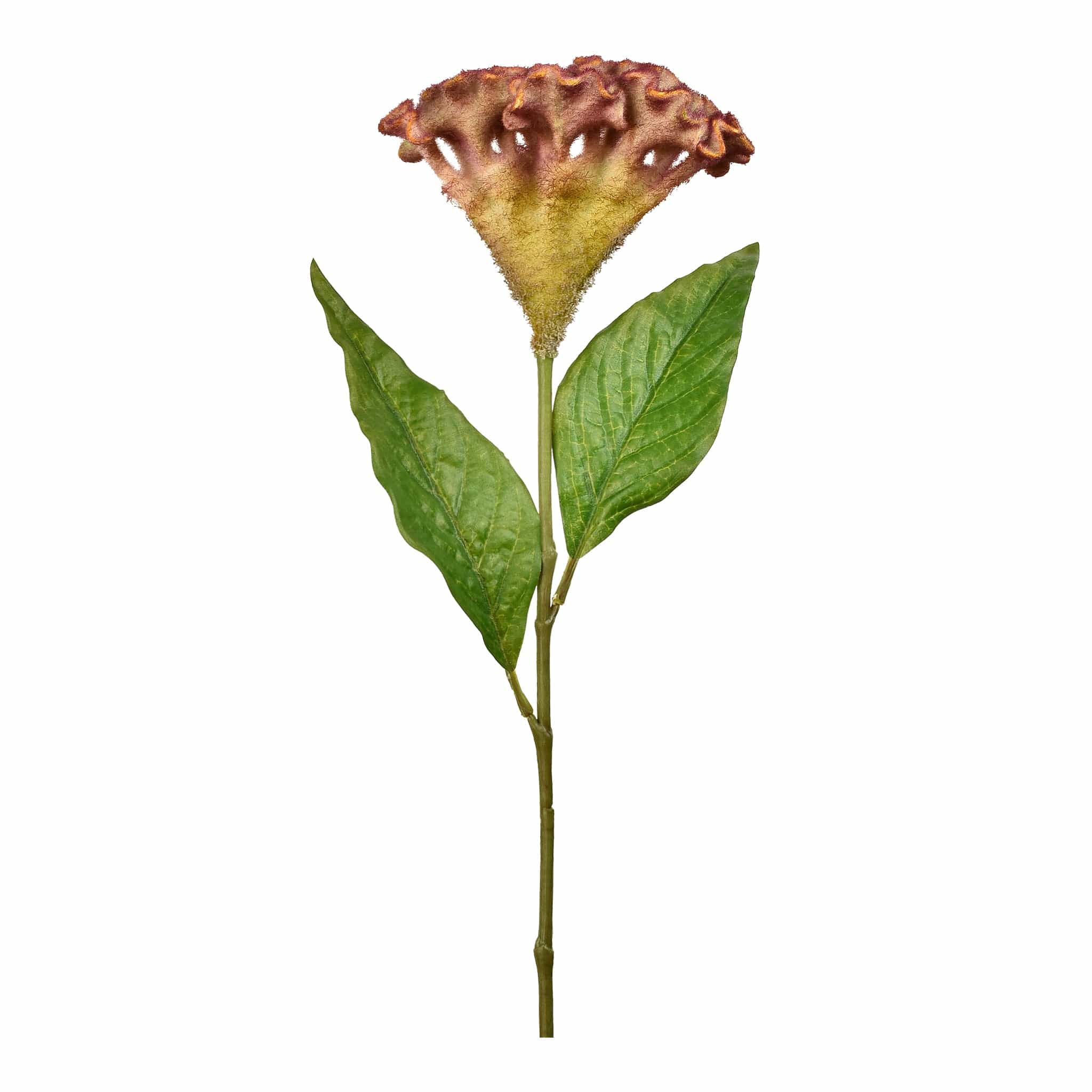 Celosia Stem