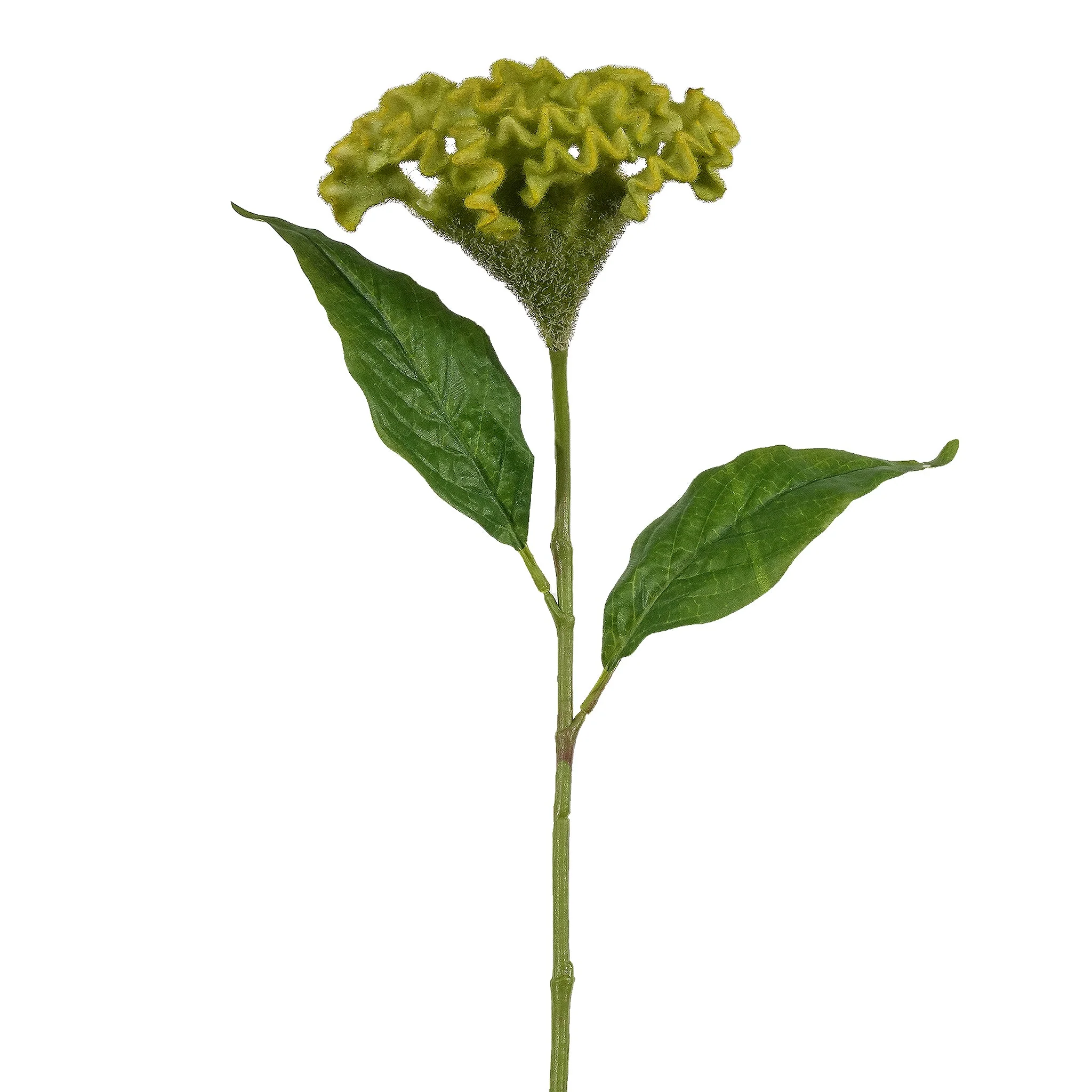 Celosia Stem - Image 3