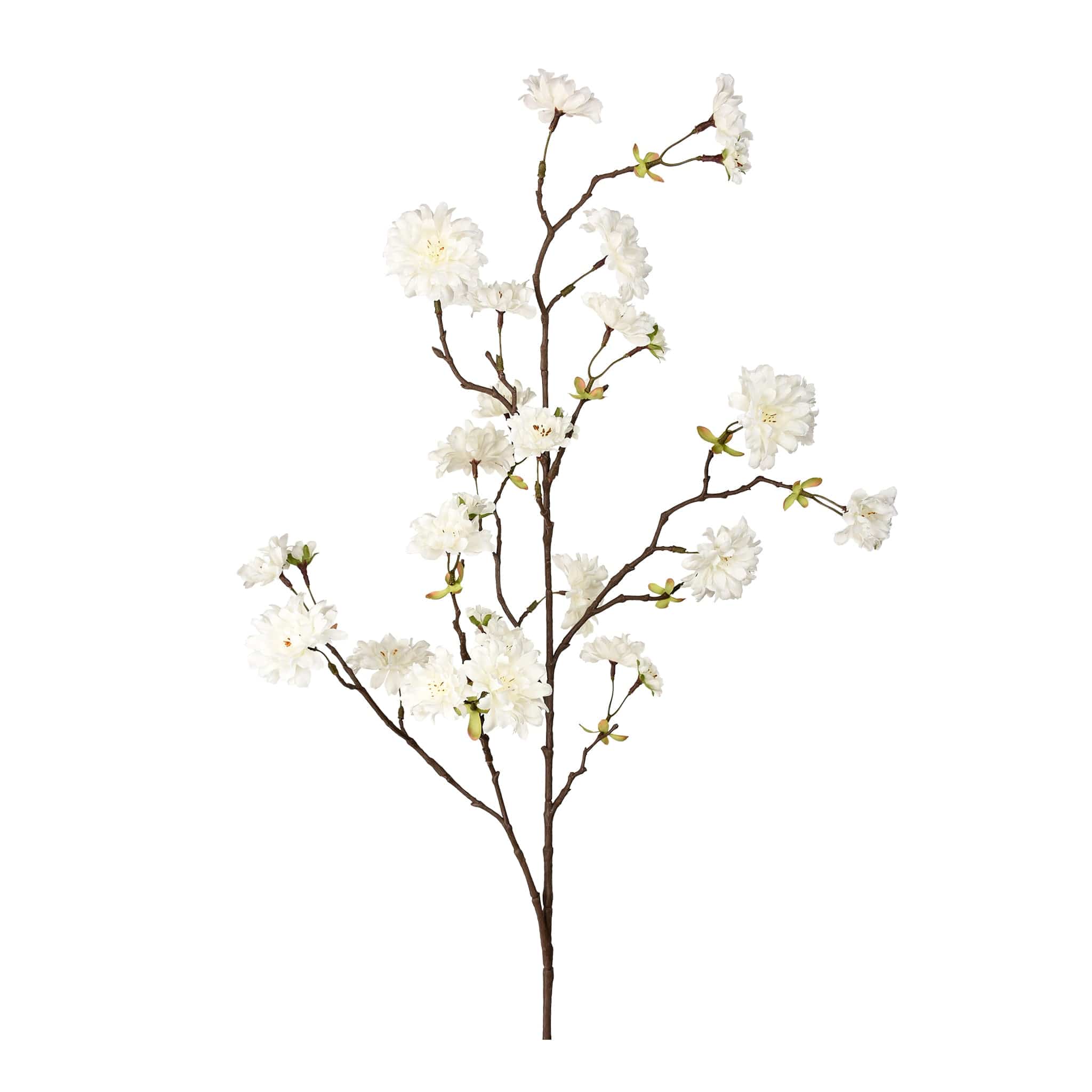 Cherry Blossom
