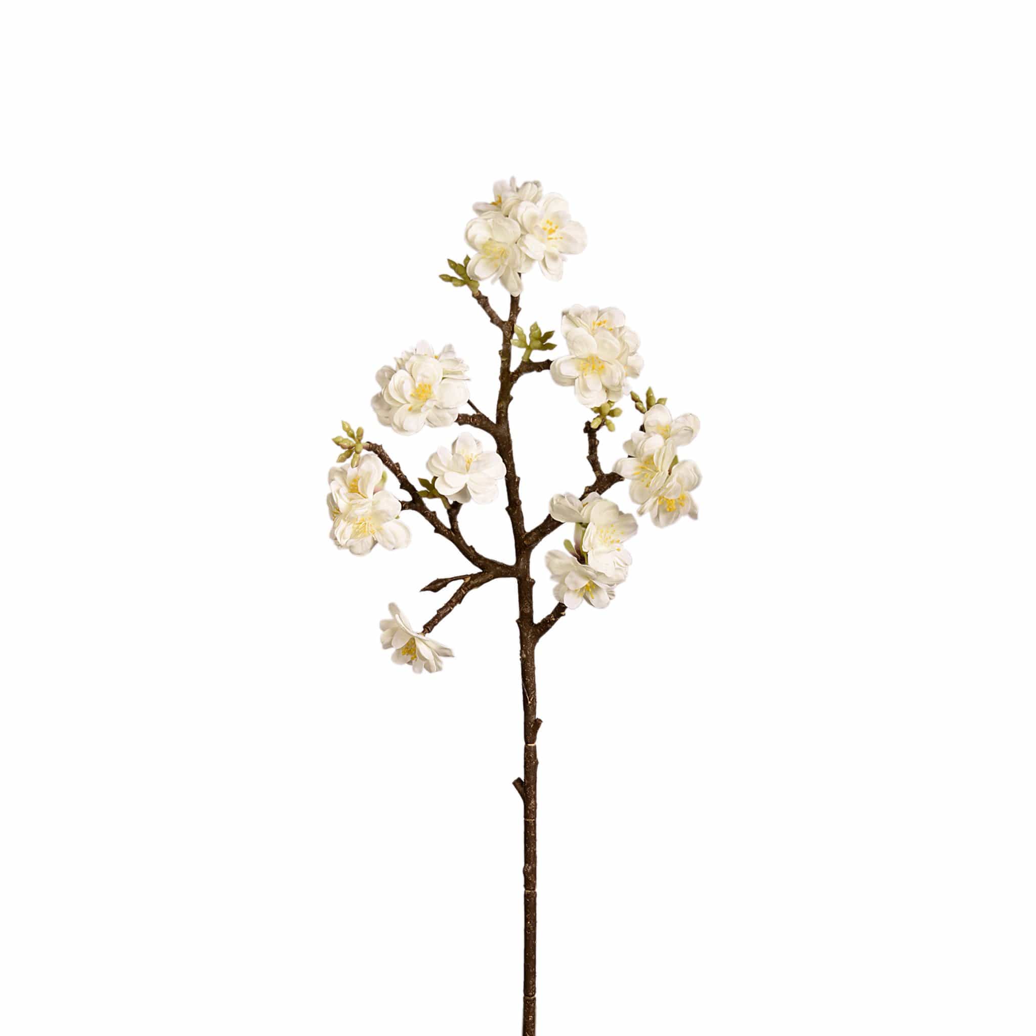Cherry Blossom