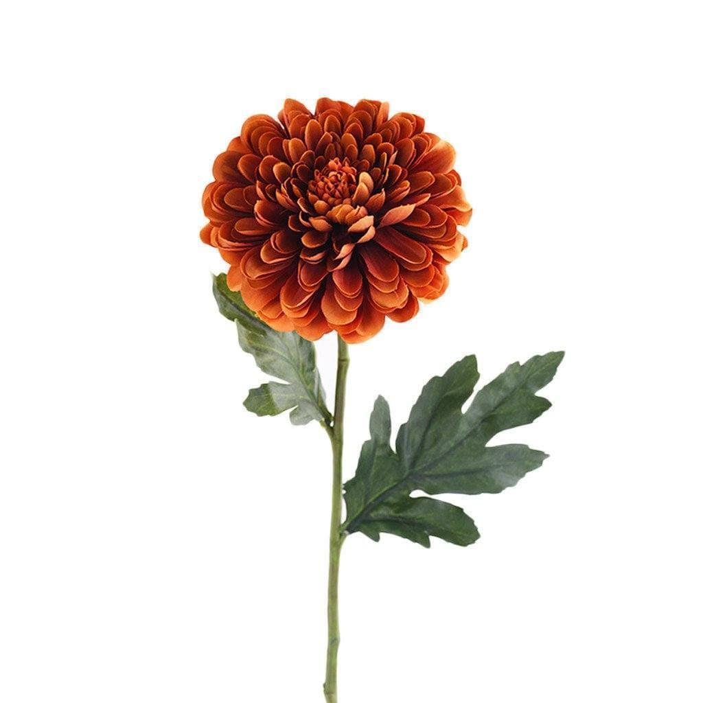 Chrysanthemum - Image 3