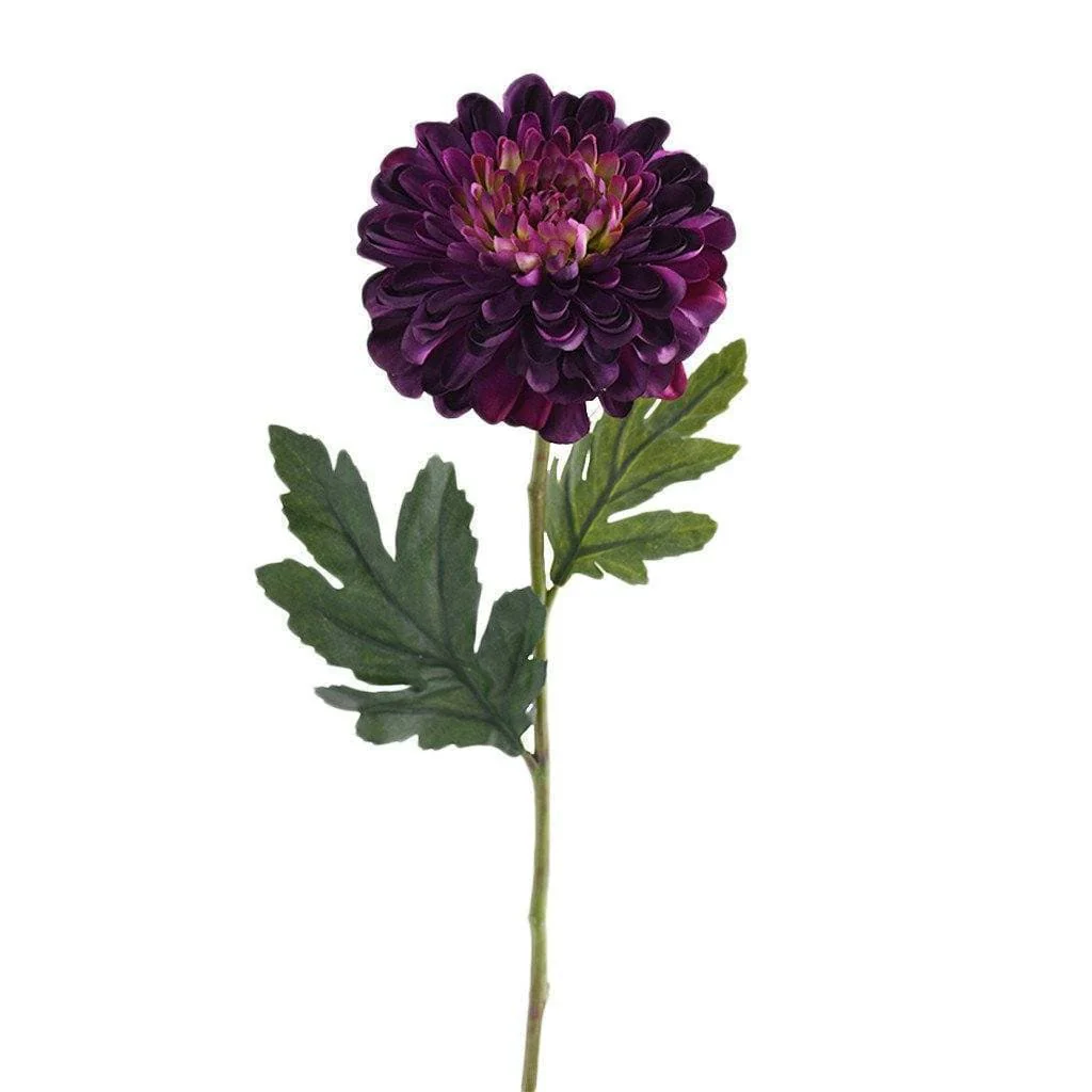 Chrysanthemum - Image 4