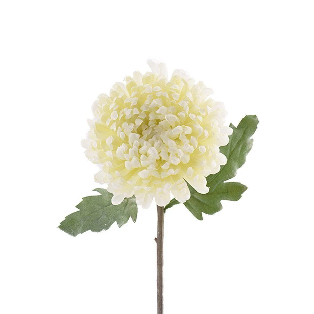 Chrysanthemum