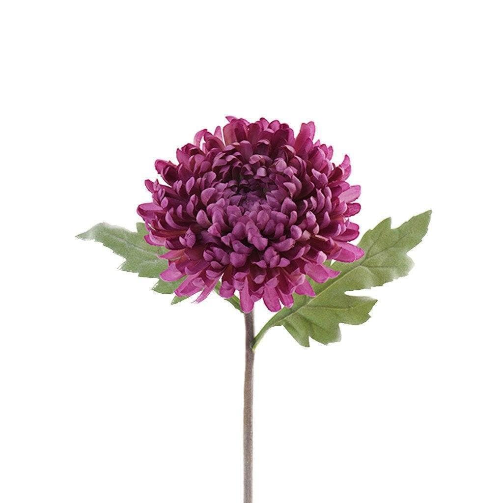 Chrysanthemum - Image 2