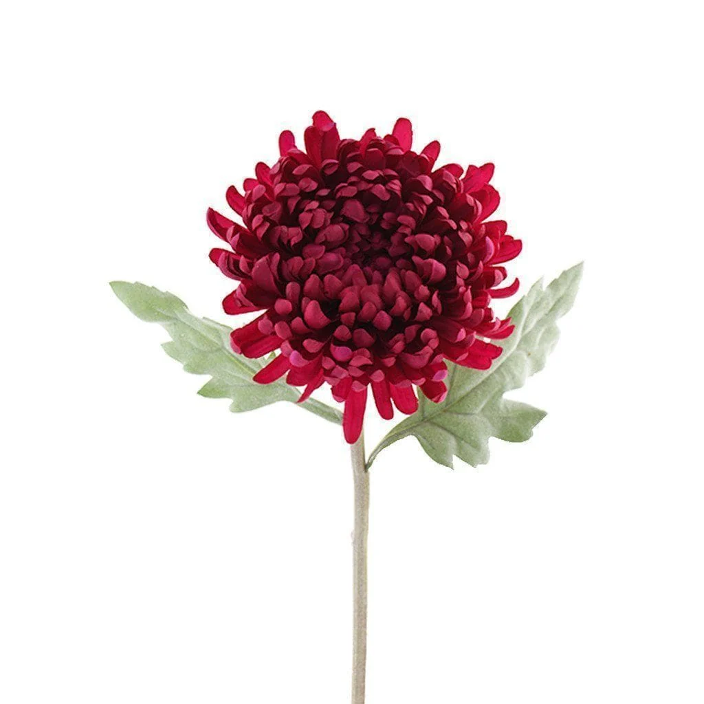 Chrysanthemum - Image 3