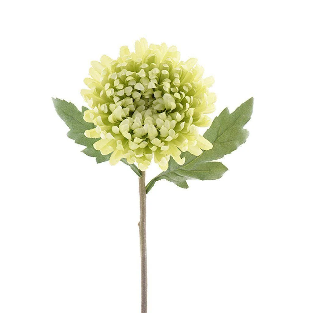 Chrysanthemum - Image 4