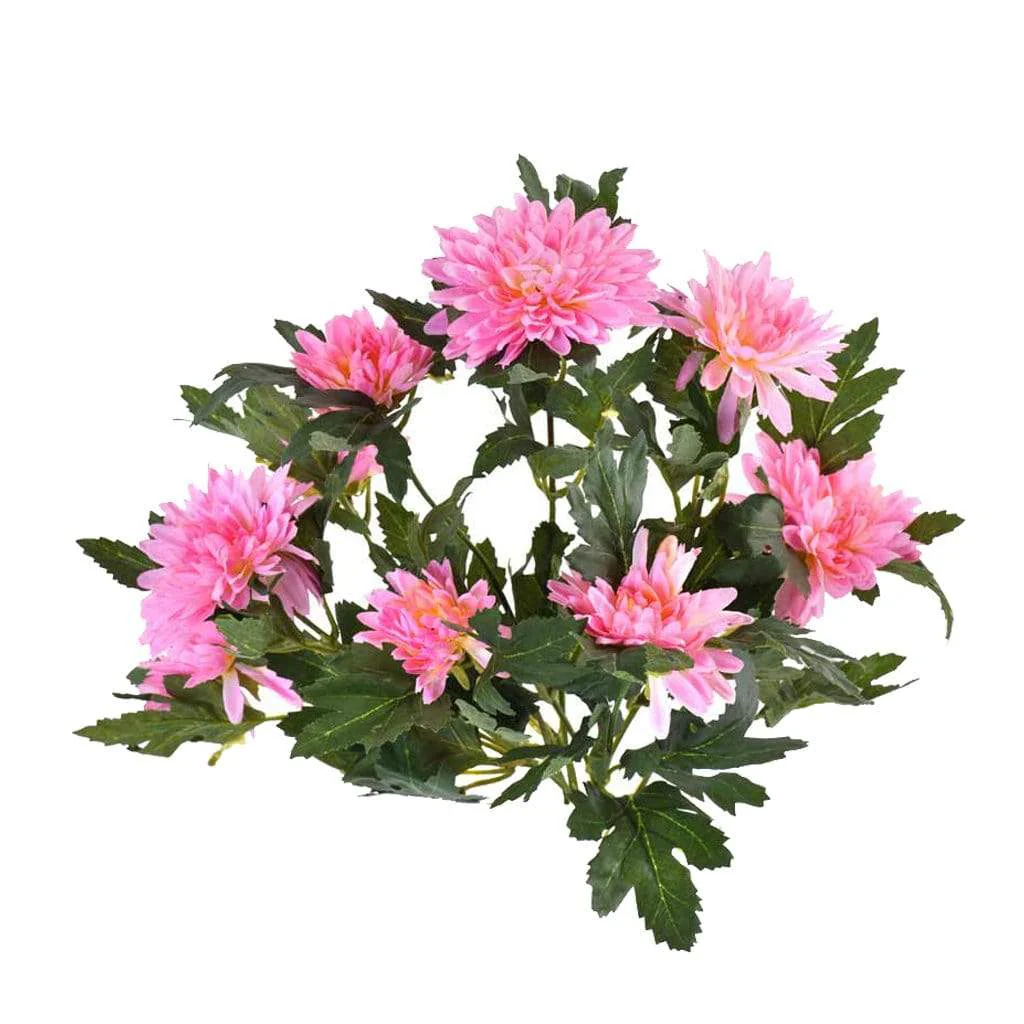 Chrysanthemum - Image 2