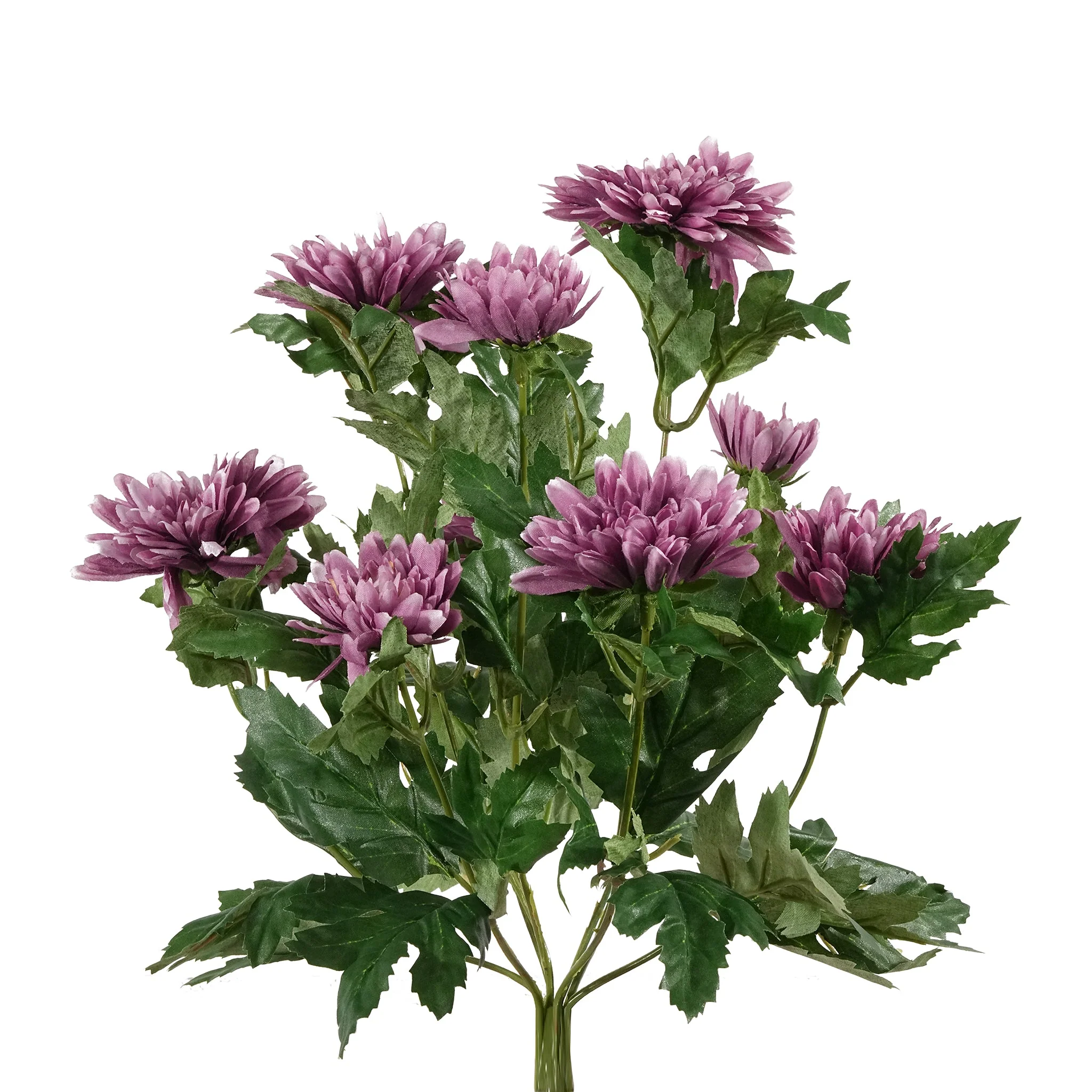 Chrysanthemum - Image 3