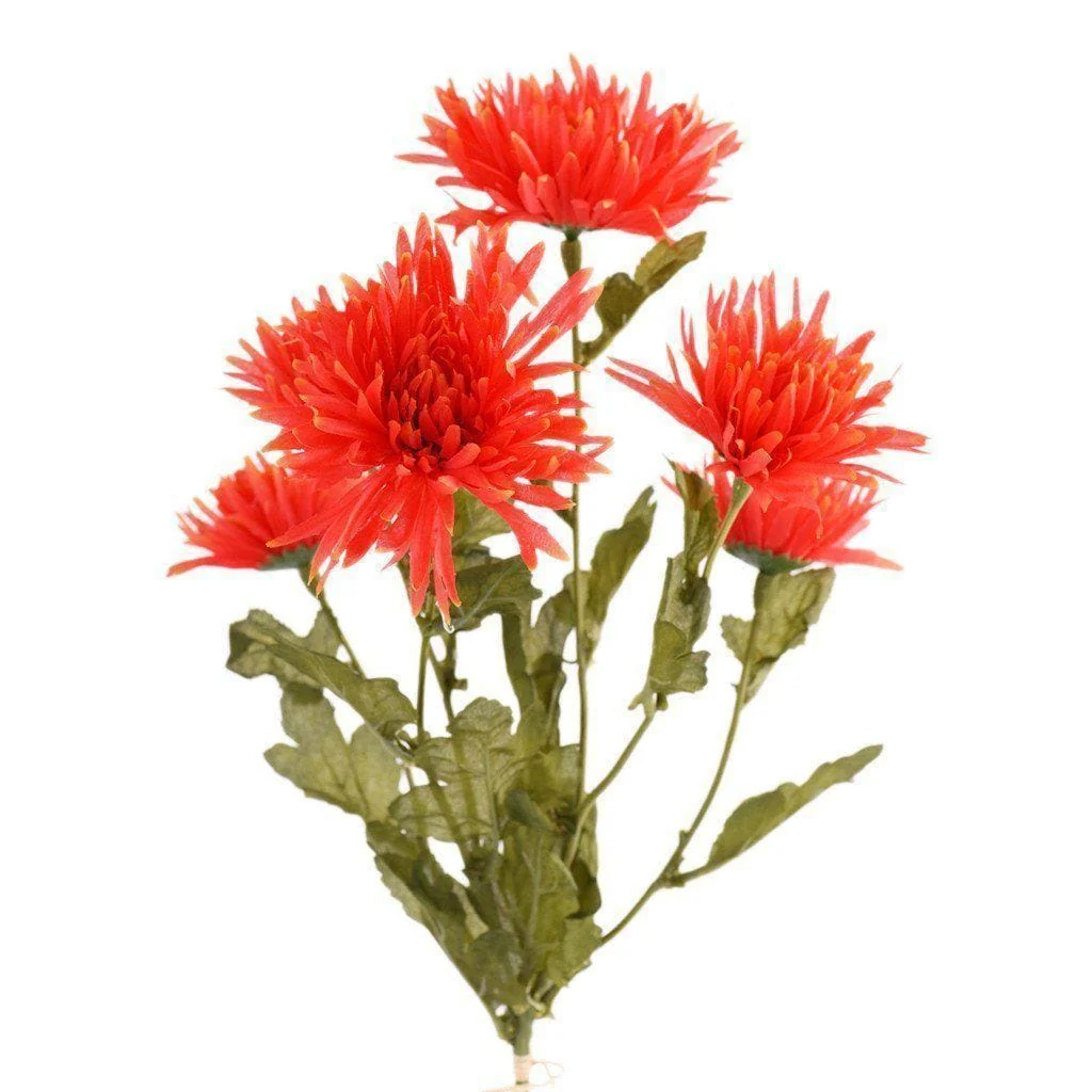 Chrysanthemum - Image 3