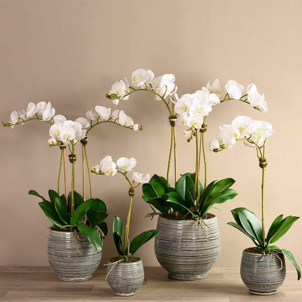 Coastal Artificial Orchid Arrangement