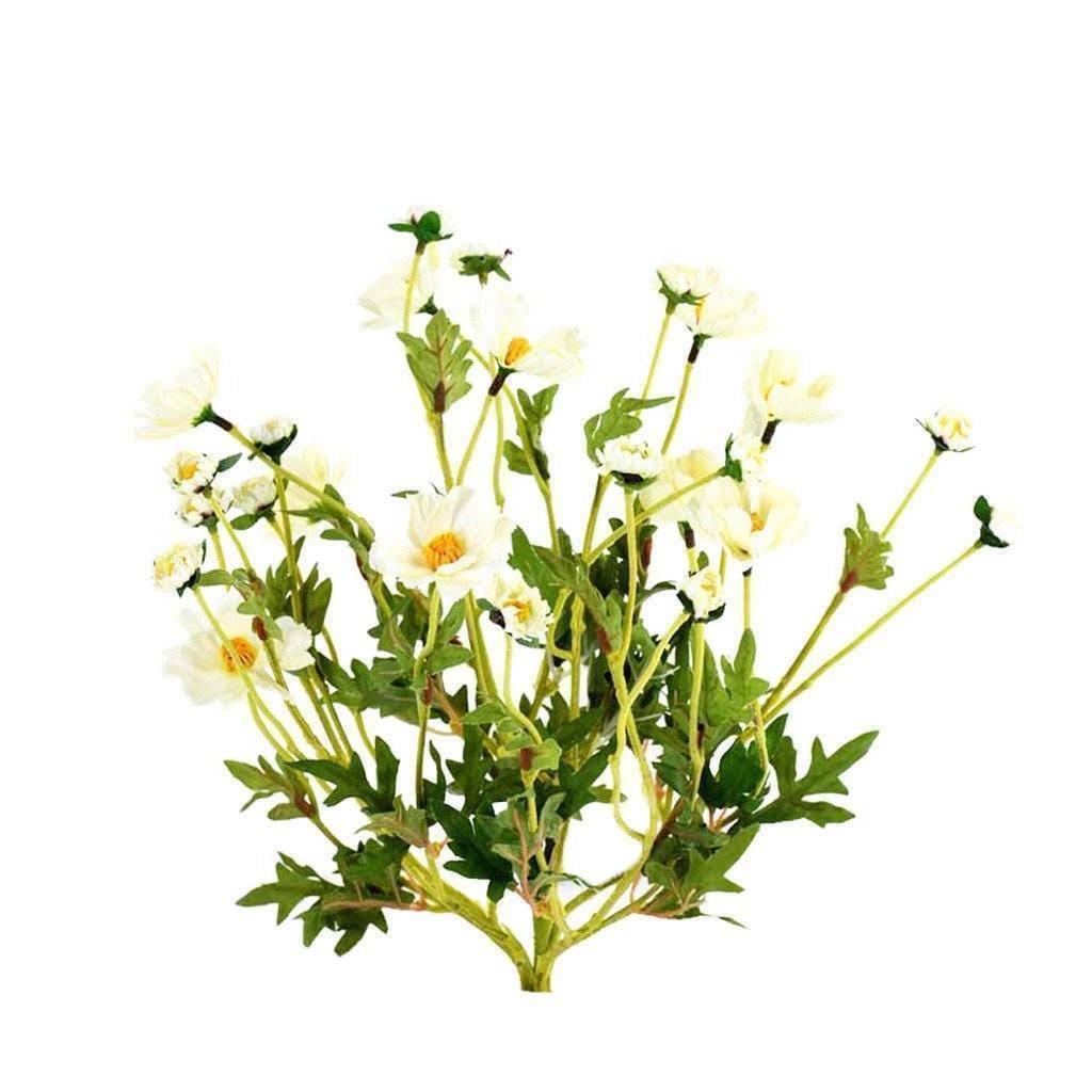Cosmos