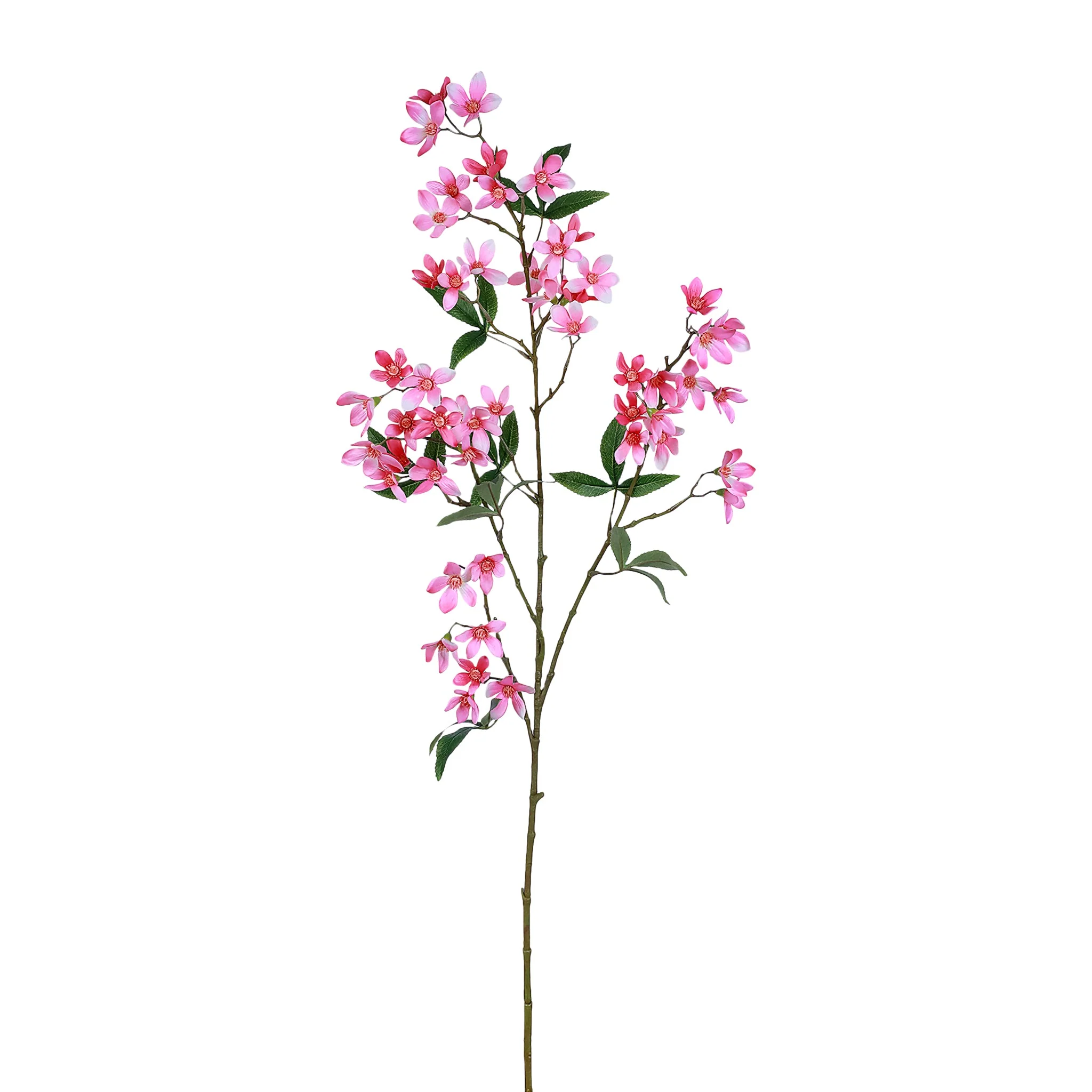 Ceratopetalum - Image 2