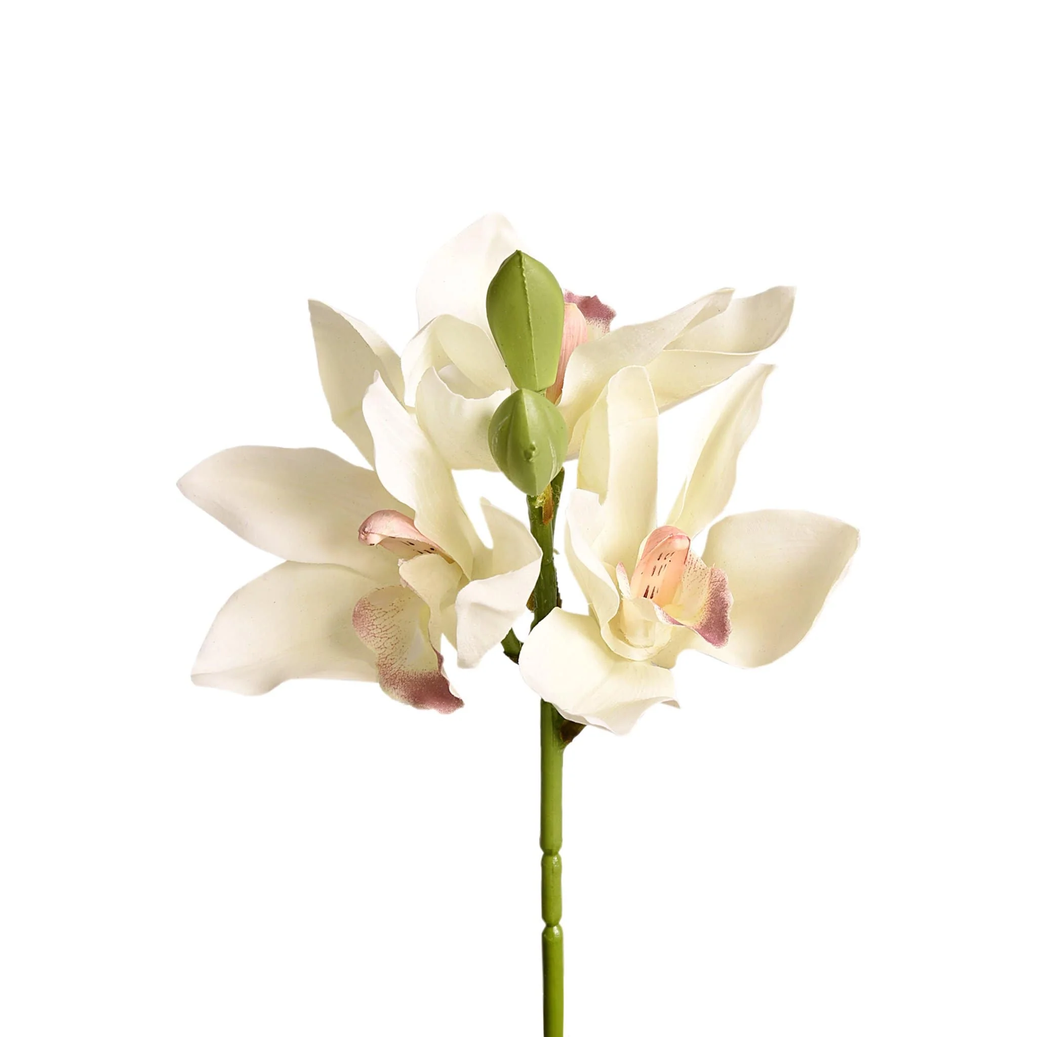 Cymbidium