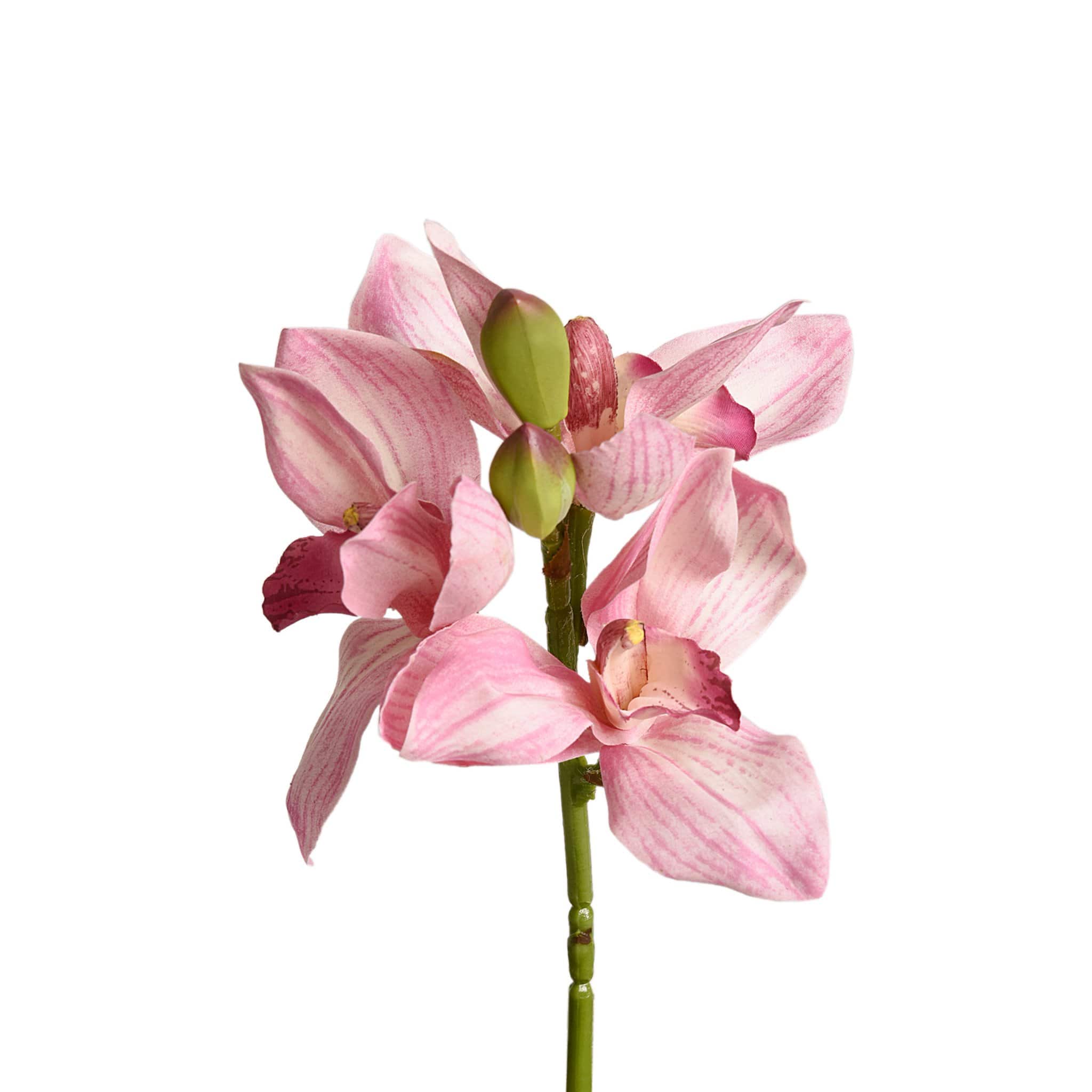 Cymbidium - Image 2