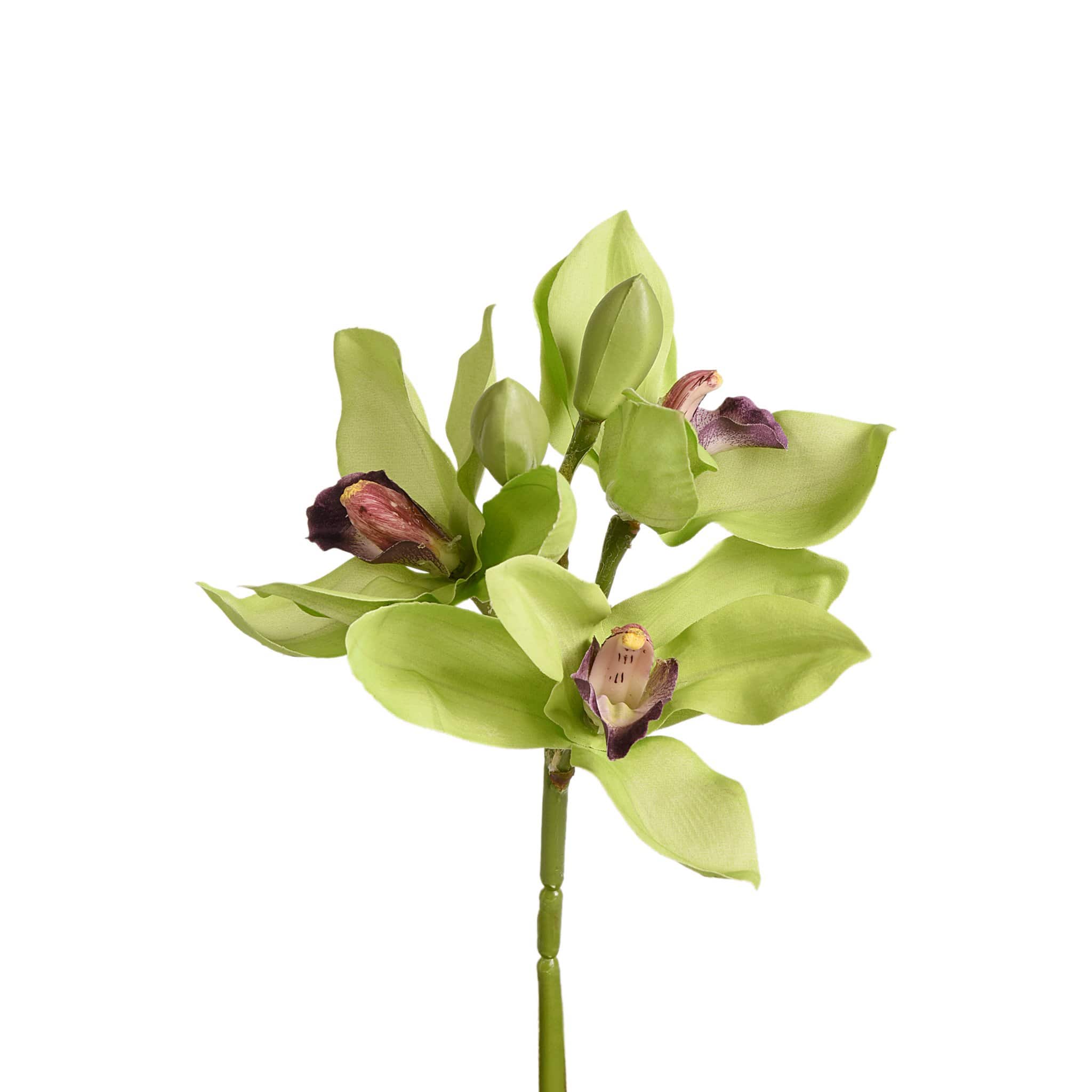 Cymbidium - Image 3