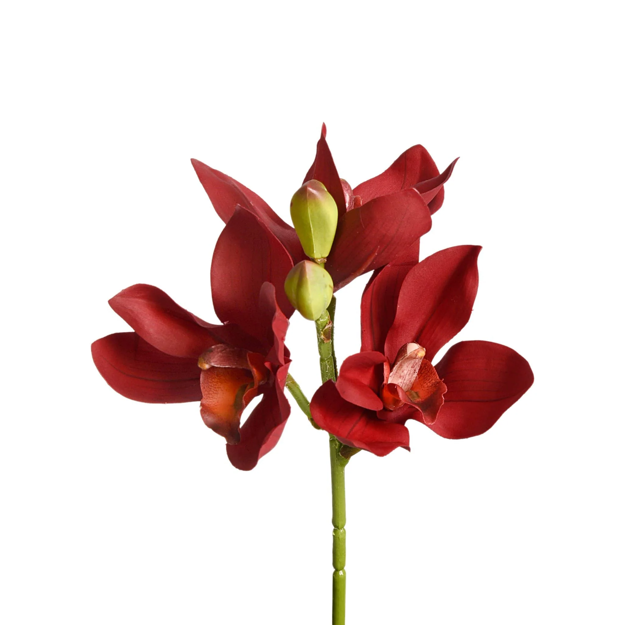 Cymbidium - Image 4