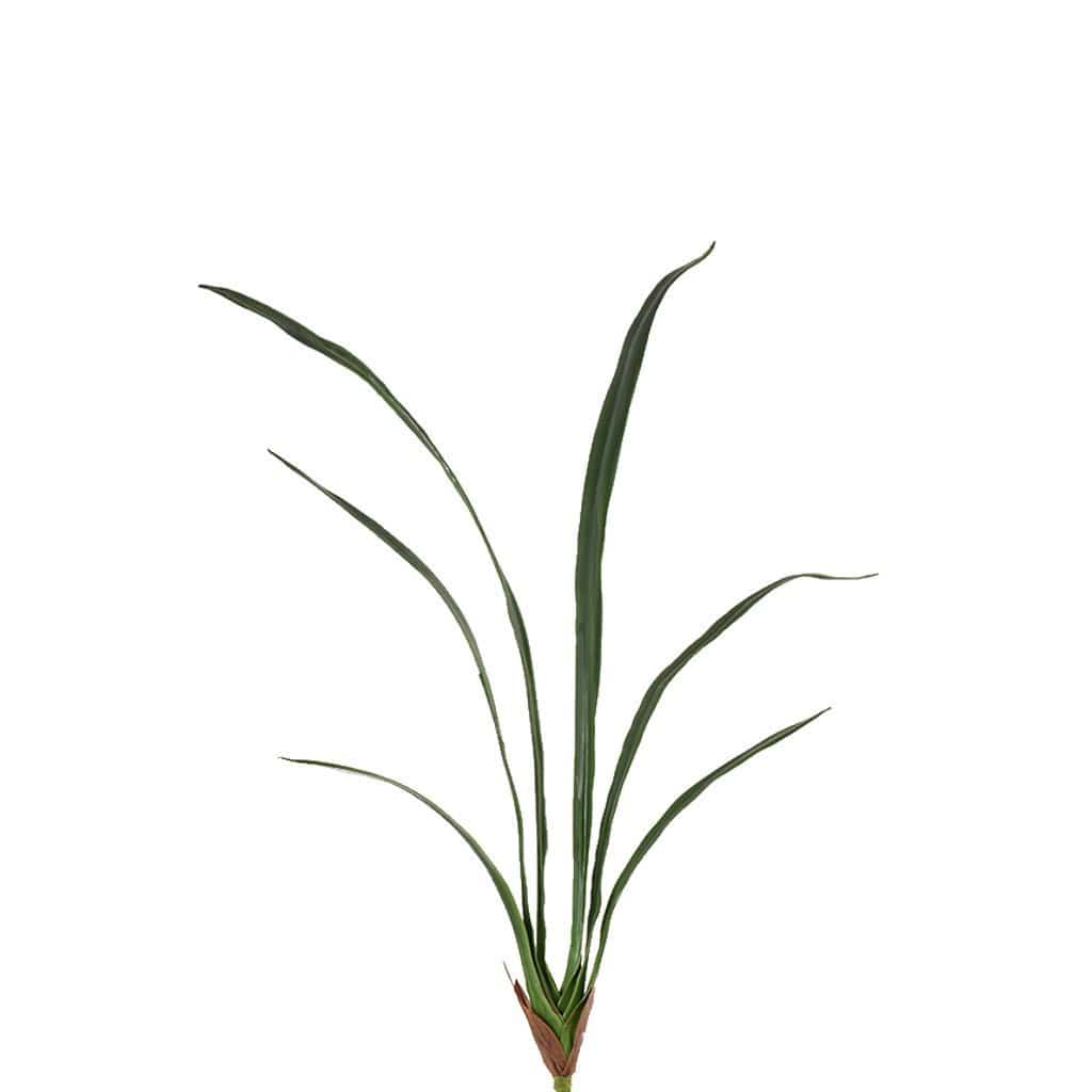 Cymbidium Leaves