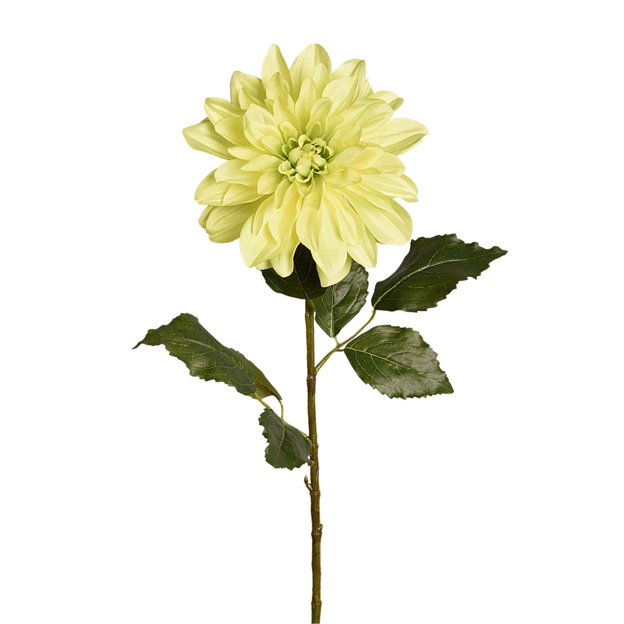 Dahlia - Image 4