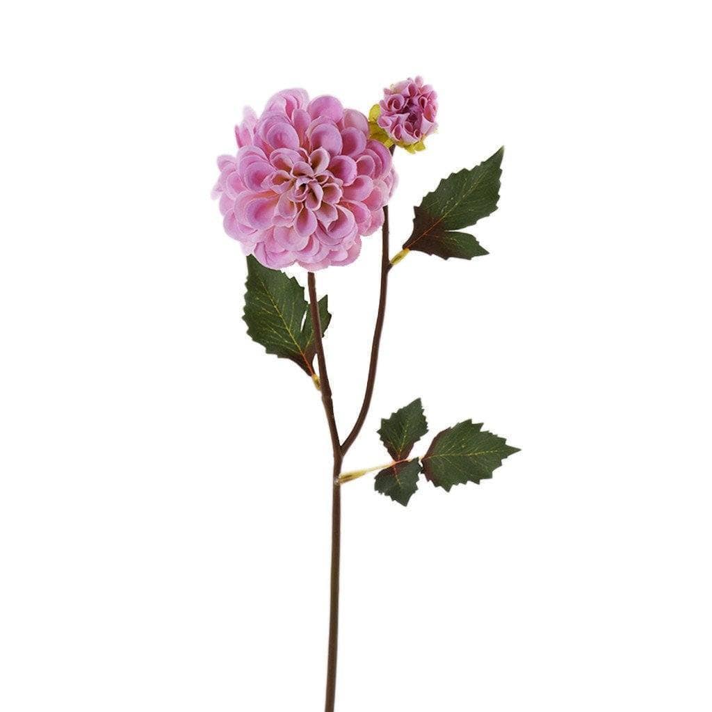 Dahlia - Image 3