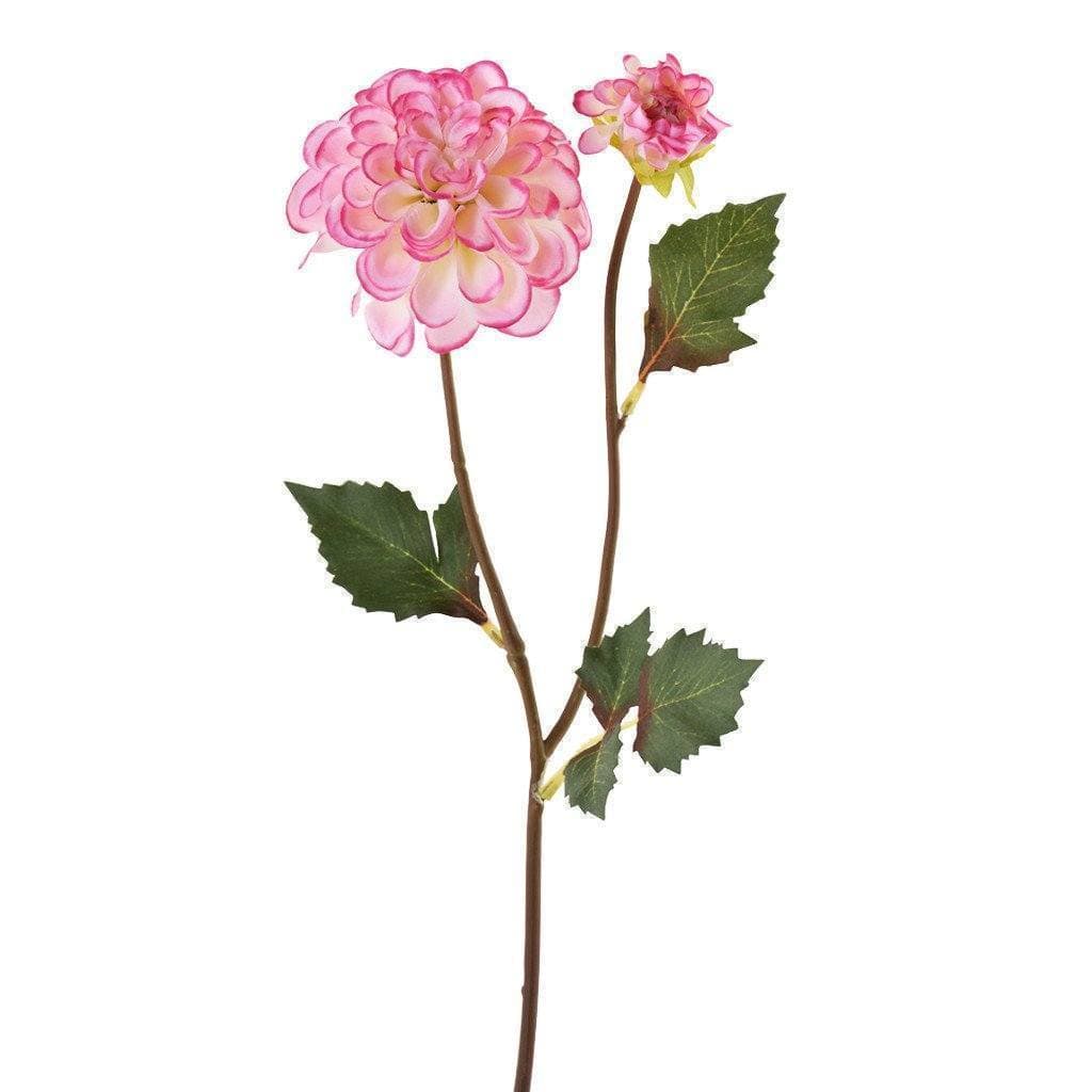 Dahlia - Image 4