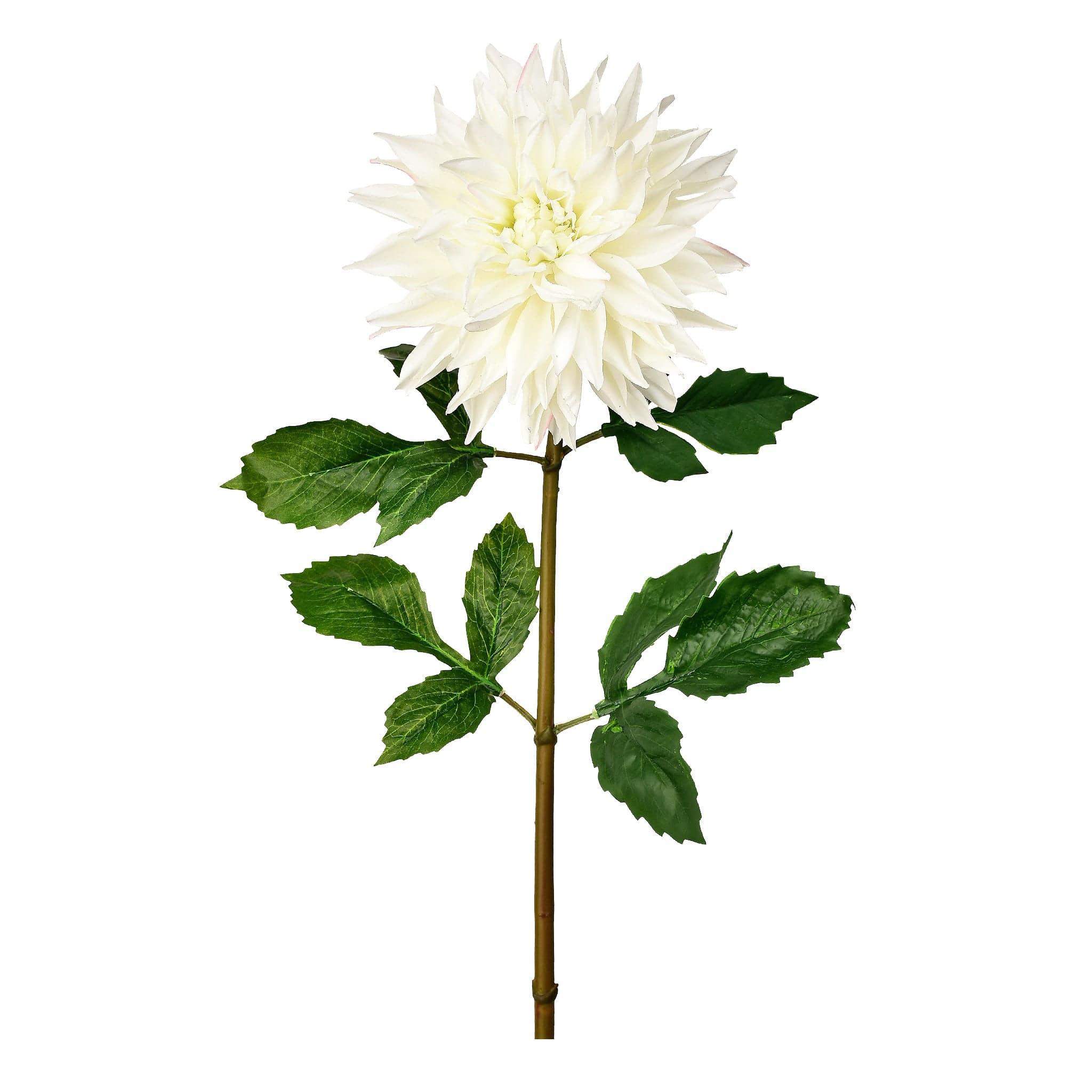 Dahlia