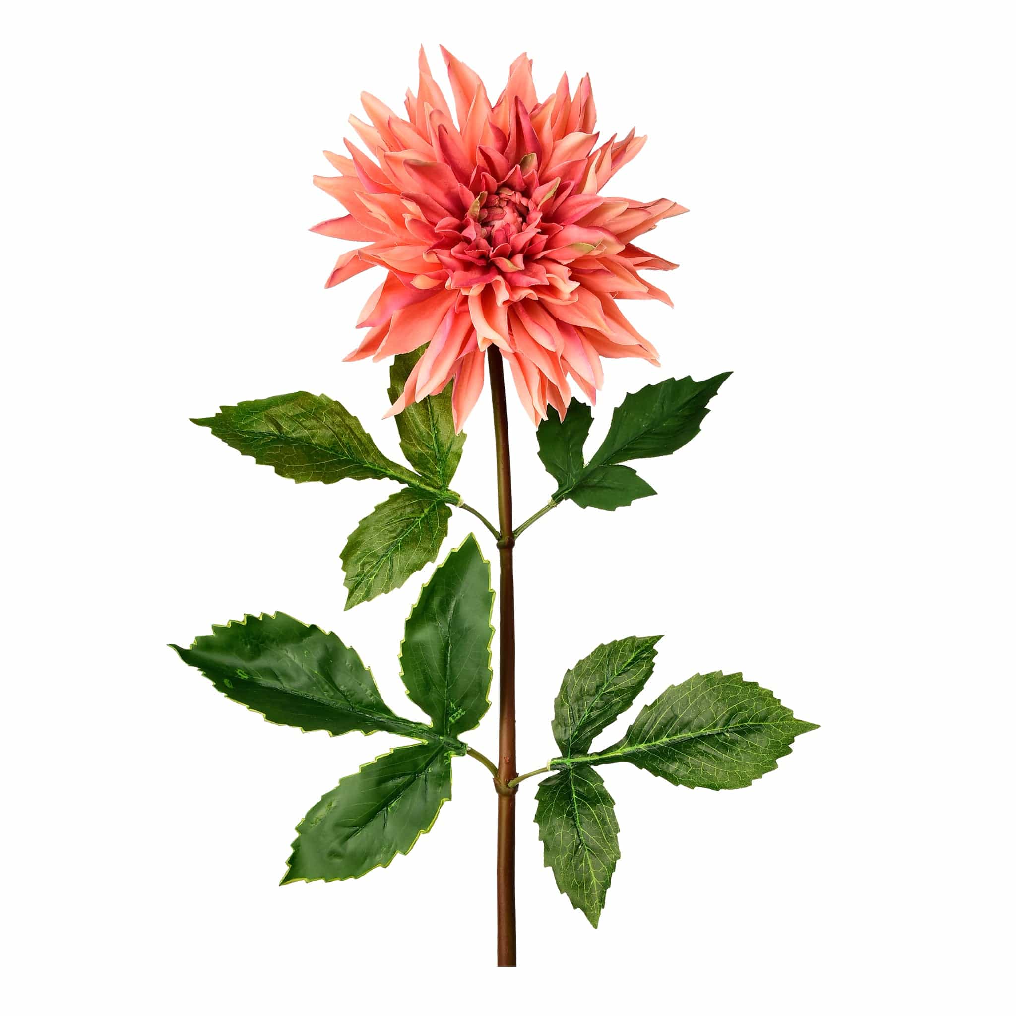 Dahlia - Image 4