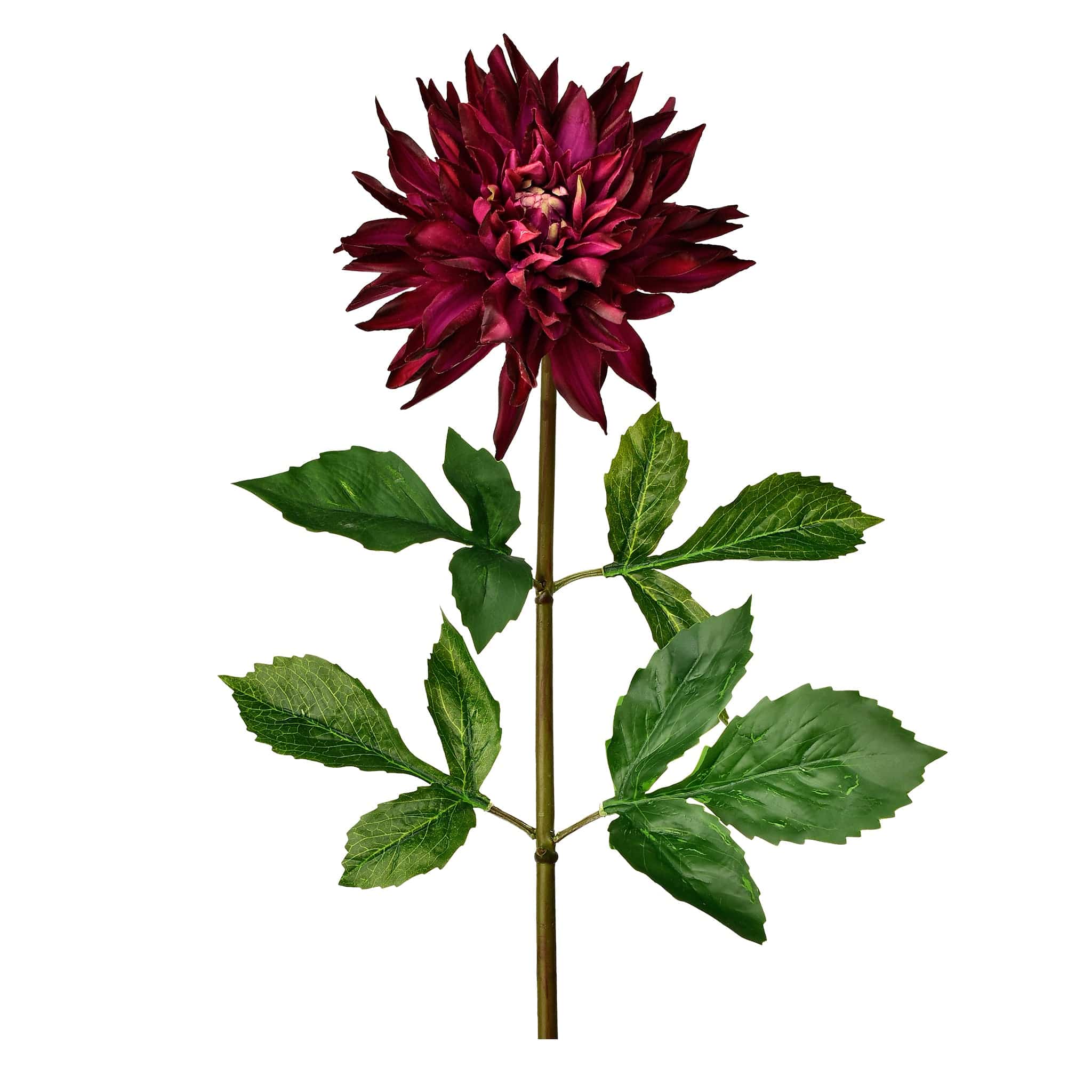 Dahlia - Image 5
