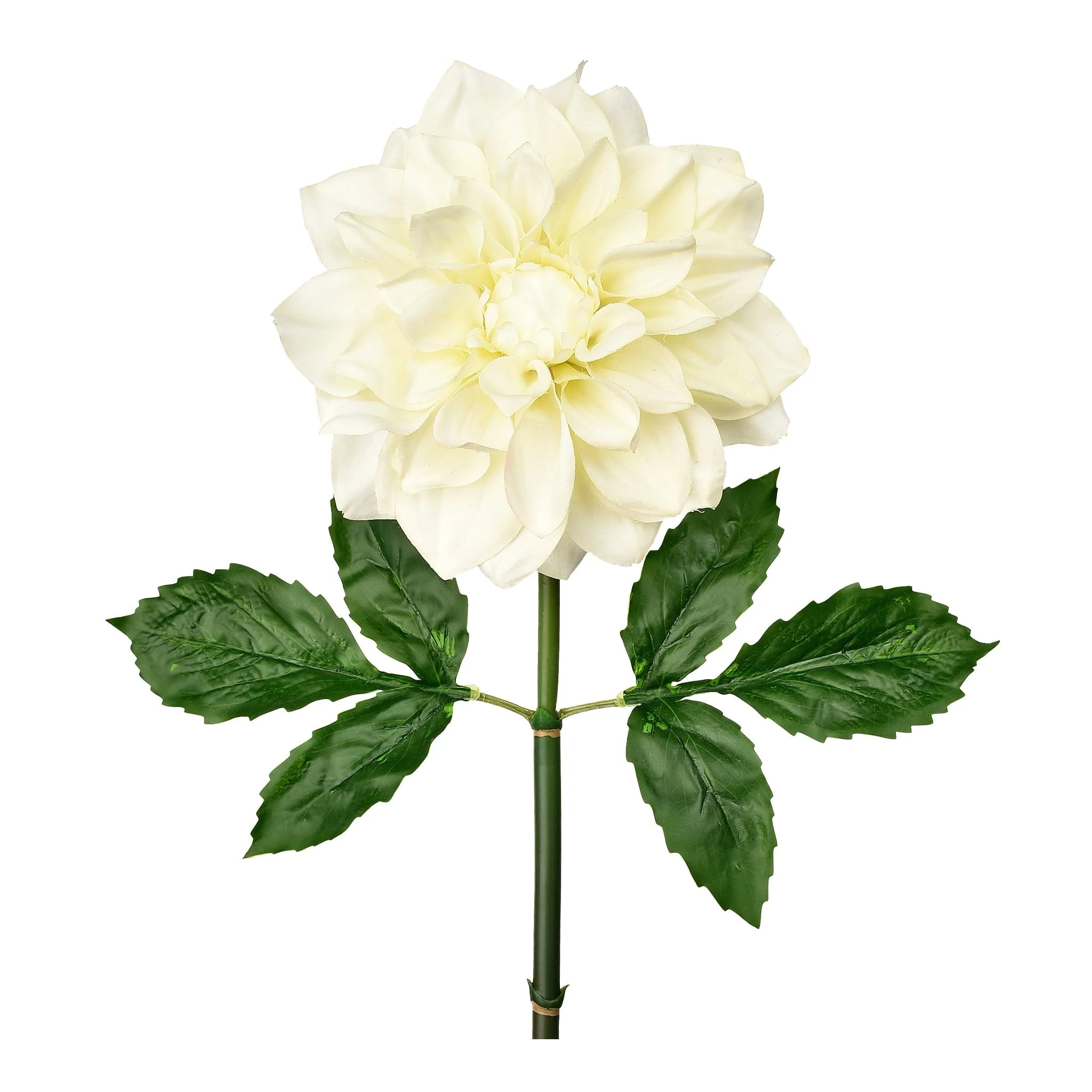 Dahlia