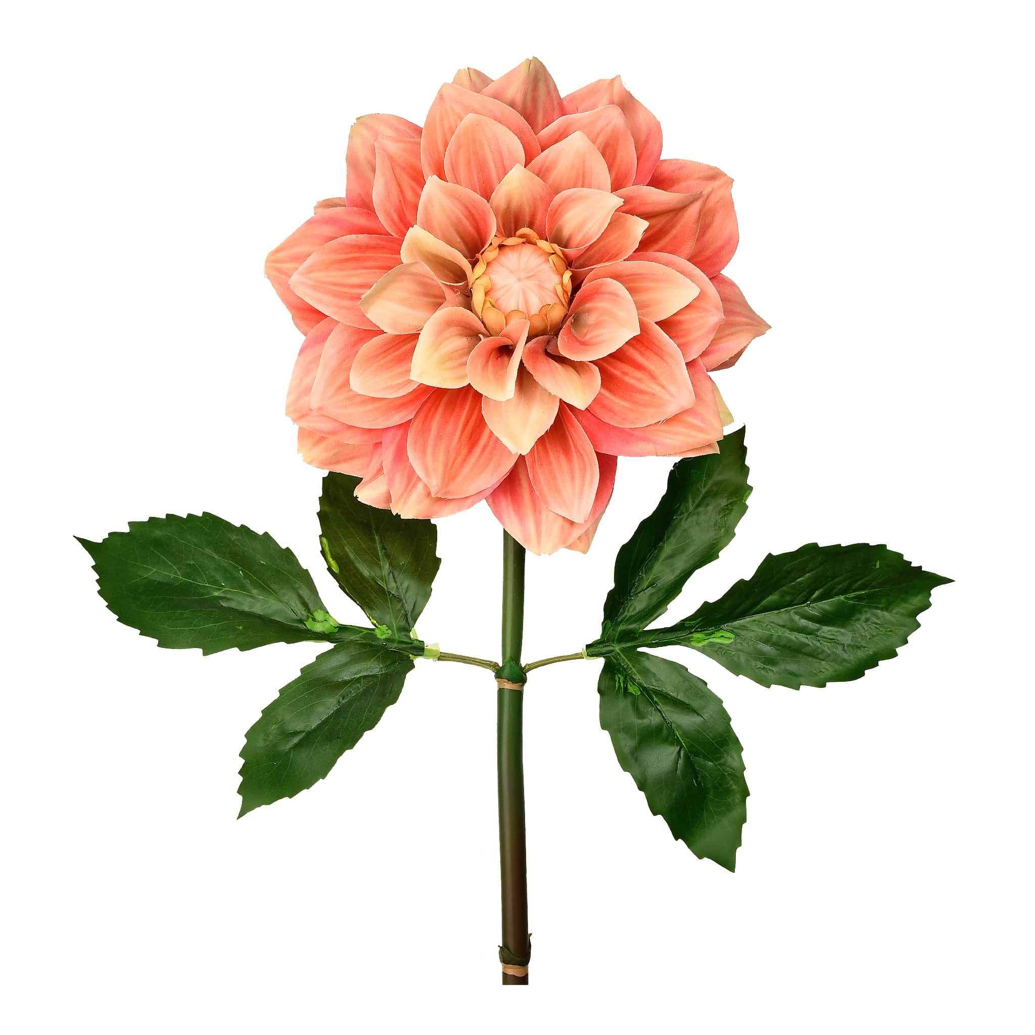 Dahlia - Image 2