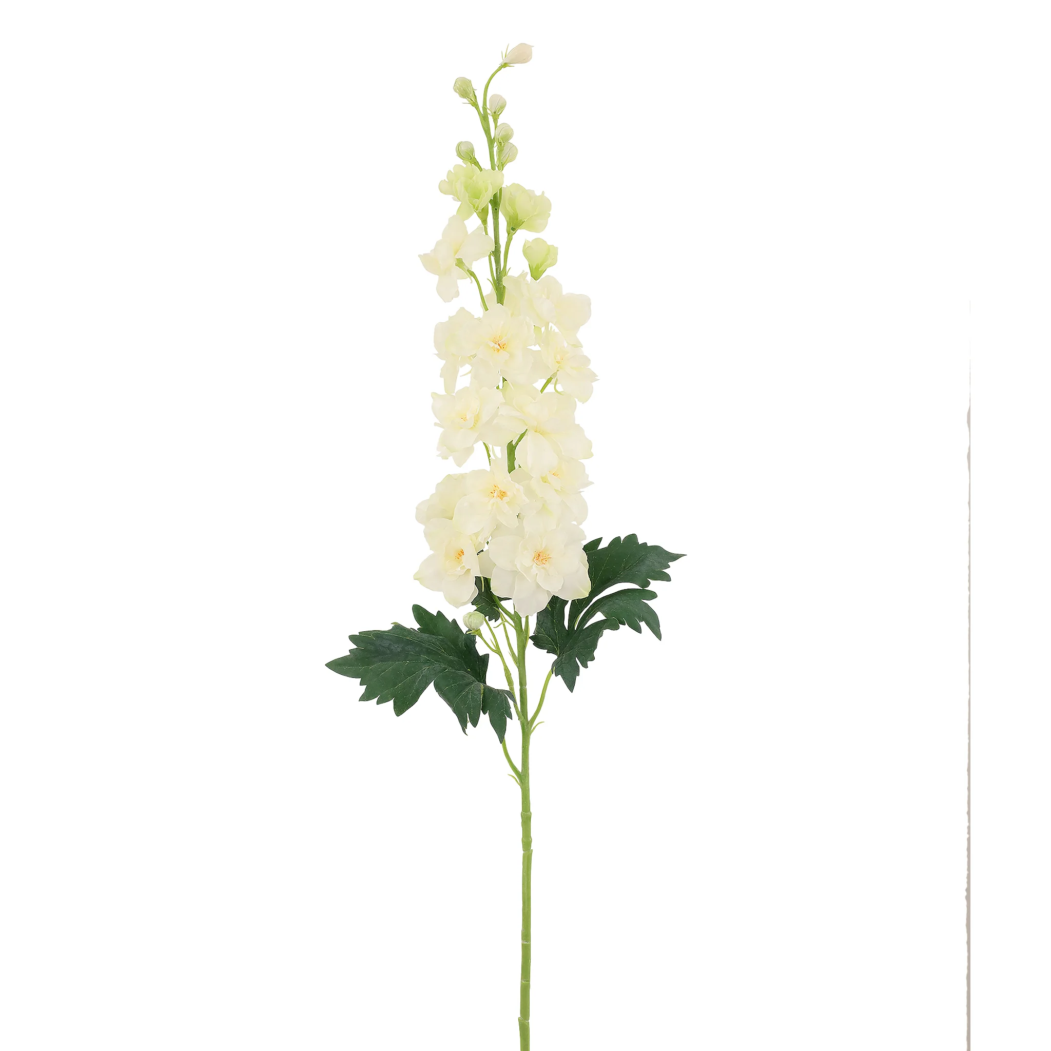Delphinium