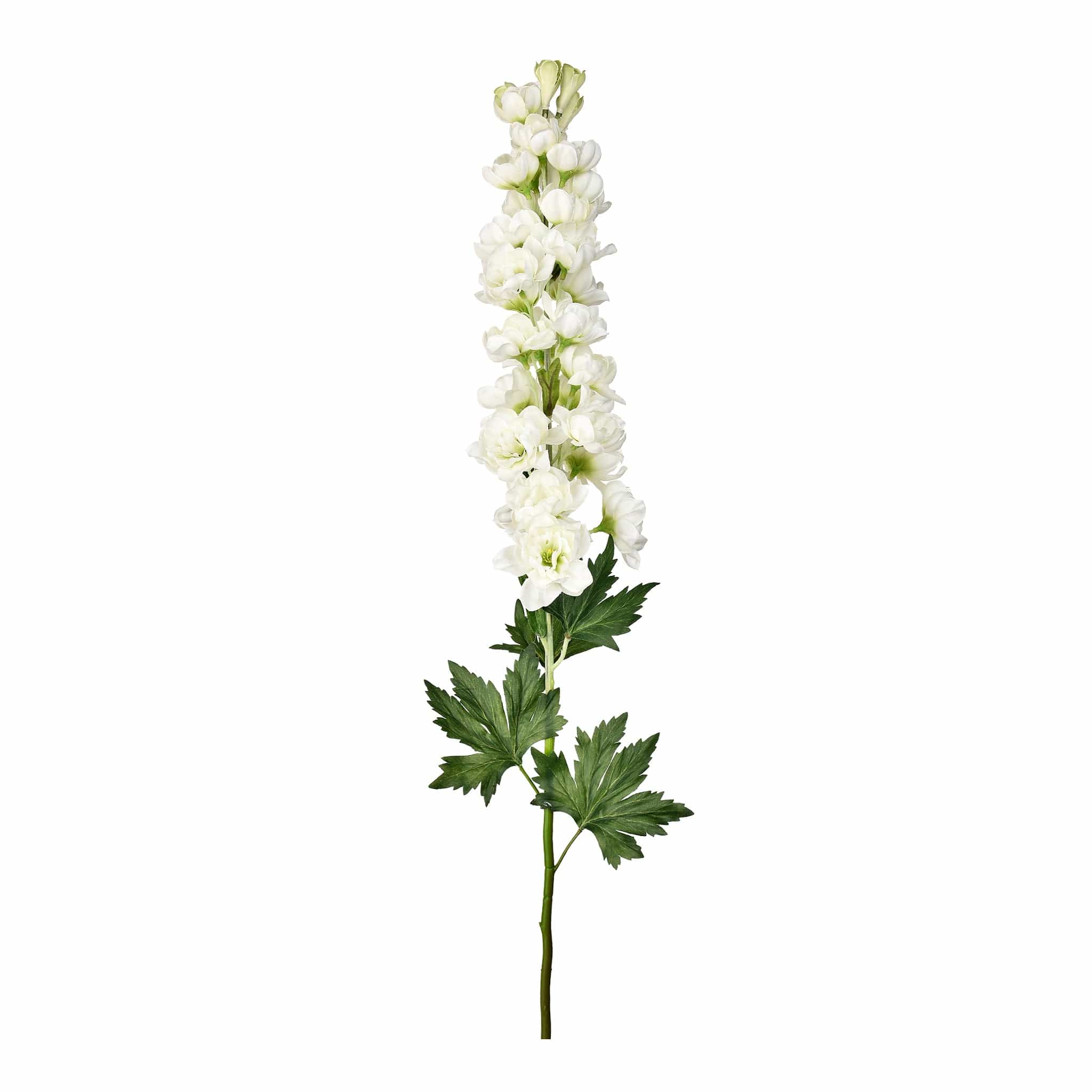 Delphinium