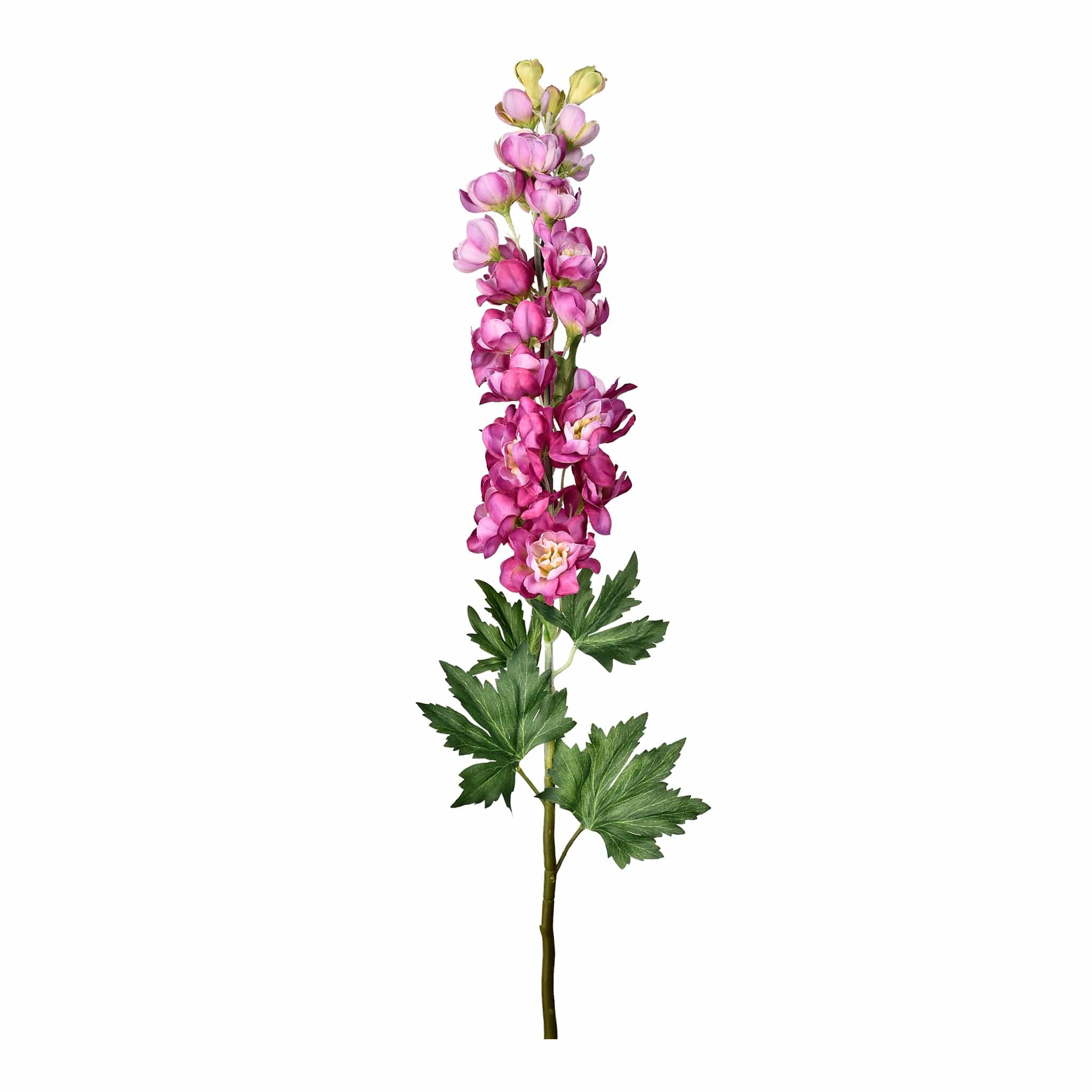 Delphinium - Image 2
