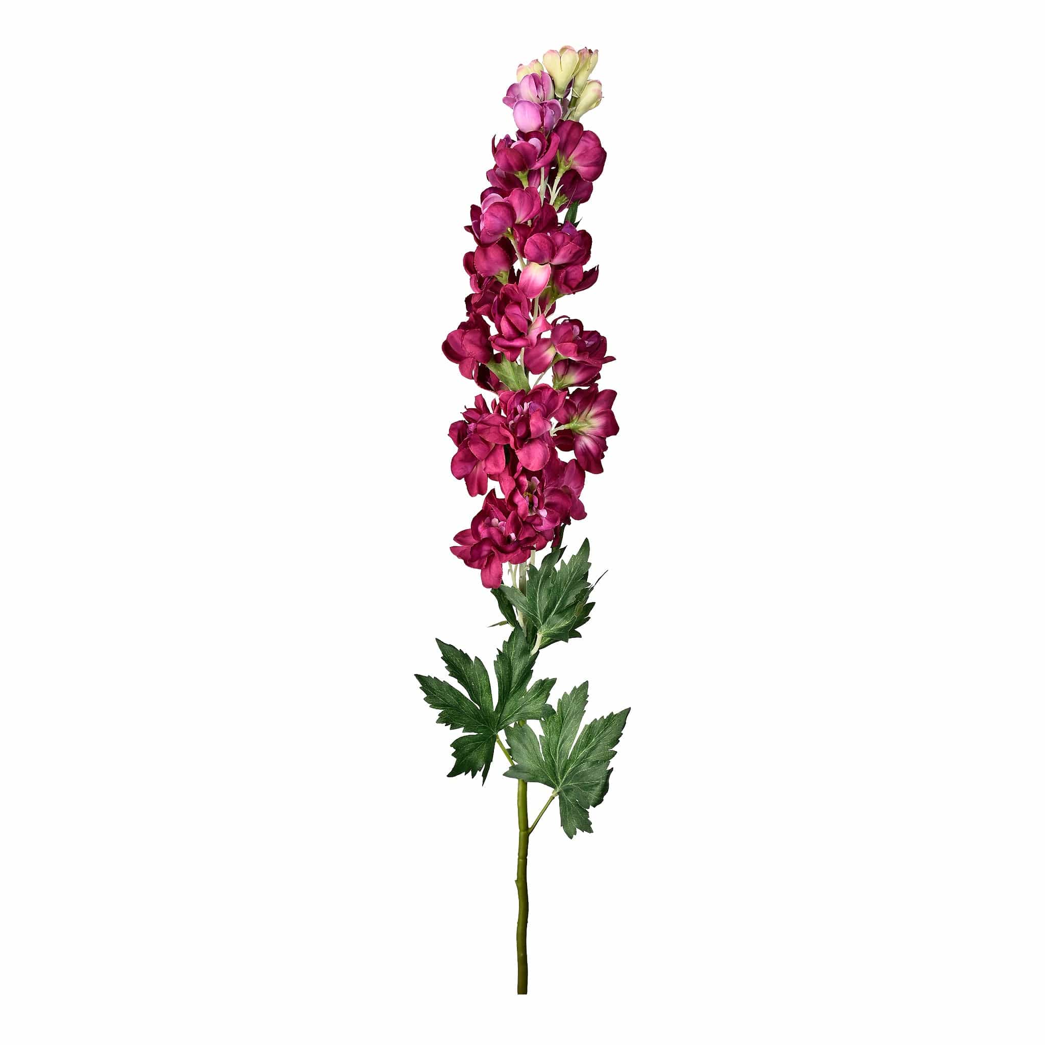 Delphinium - Image 3