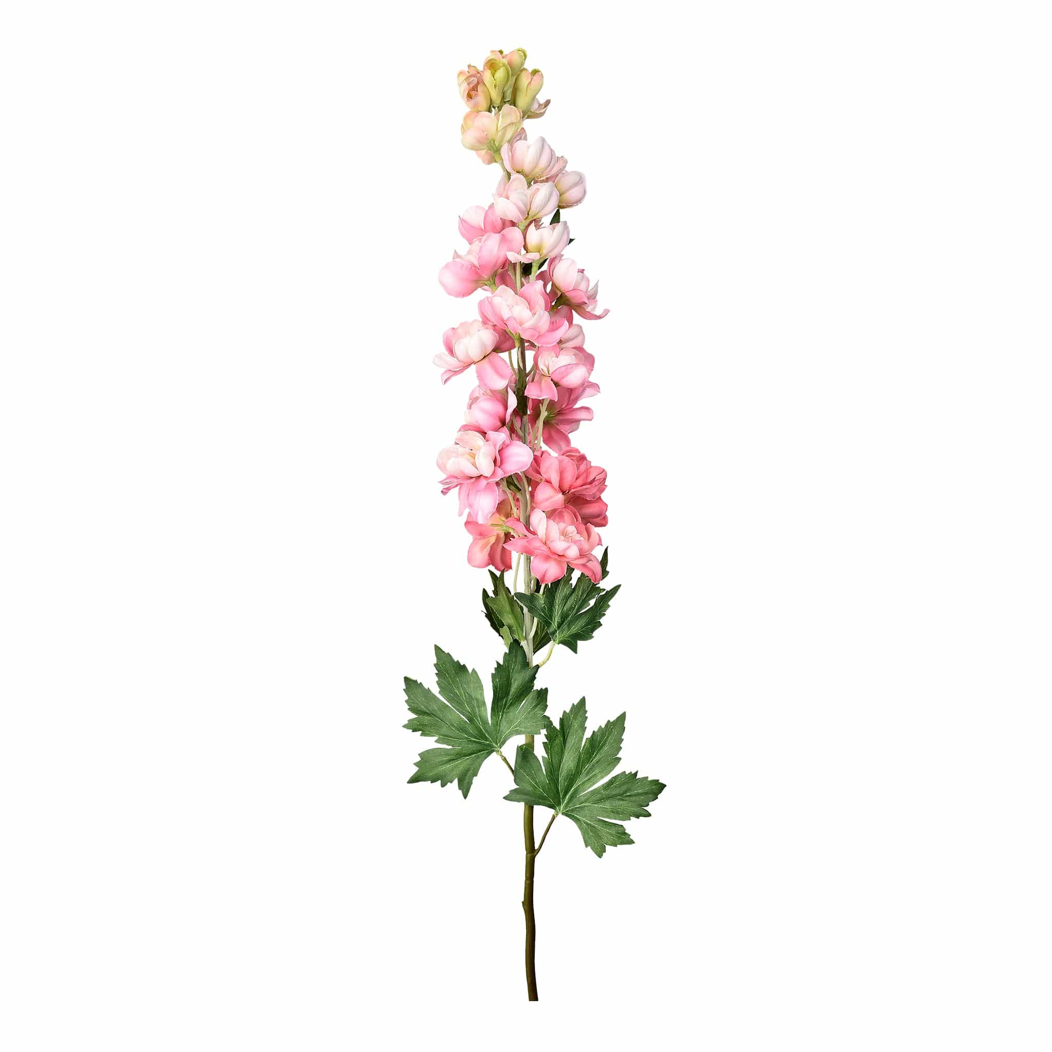 Delphinium - Image 4