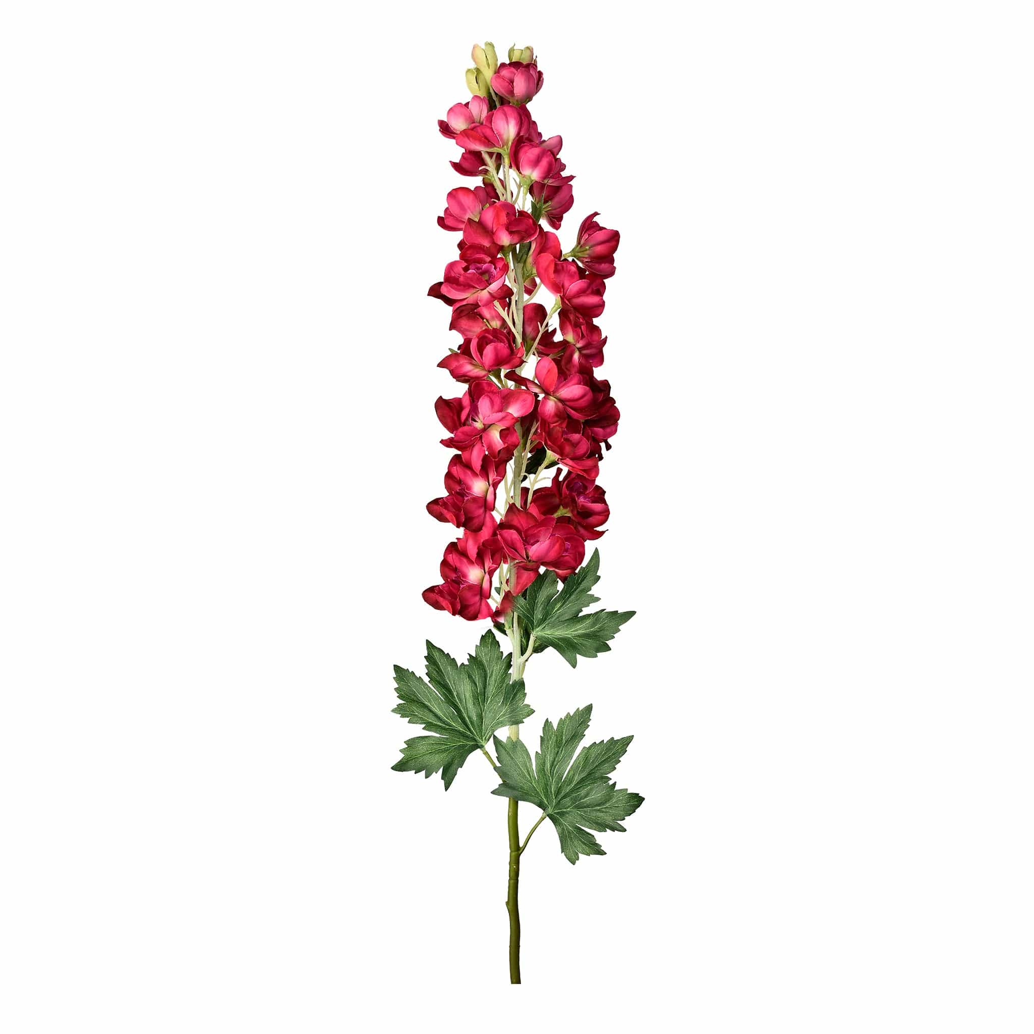 Delphinium - Image 5
