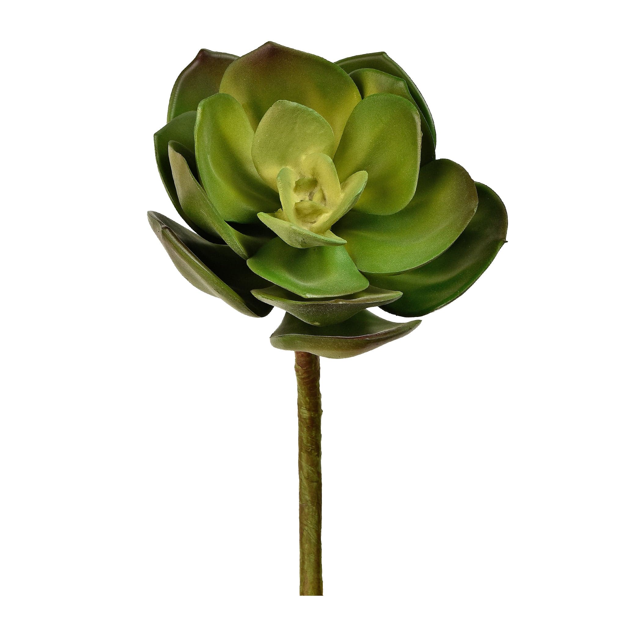 Echeveria